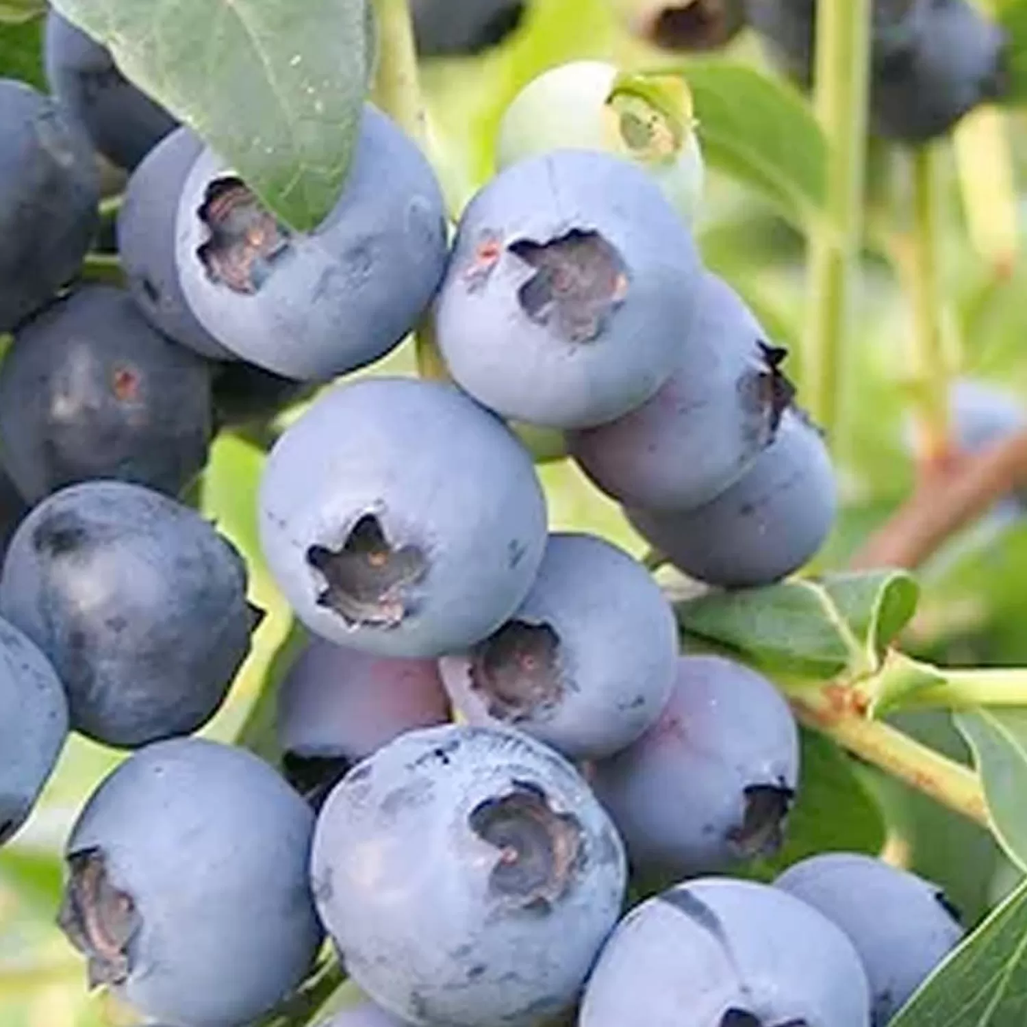 Blueberry 'Biloxi' - #15 Gallon>Roger's Gardens Cheap