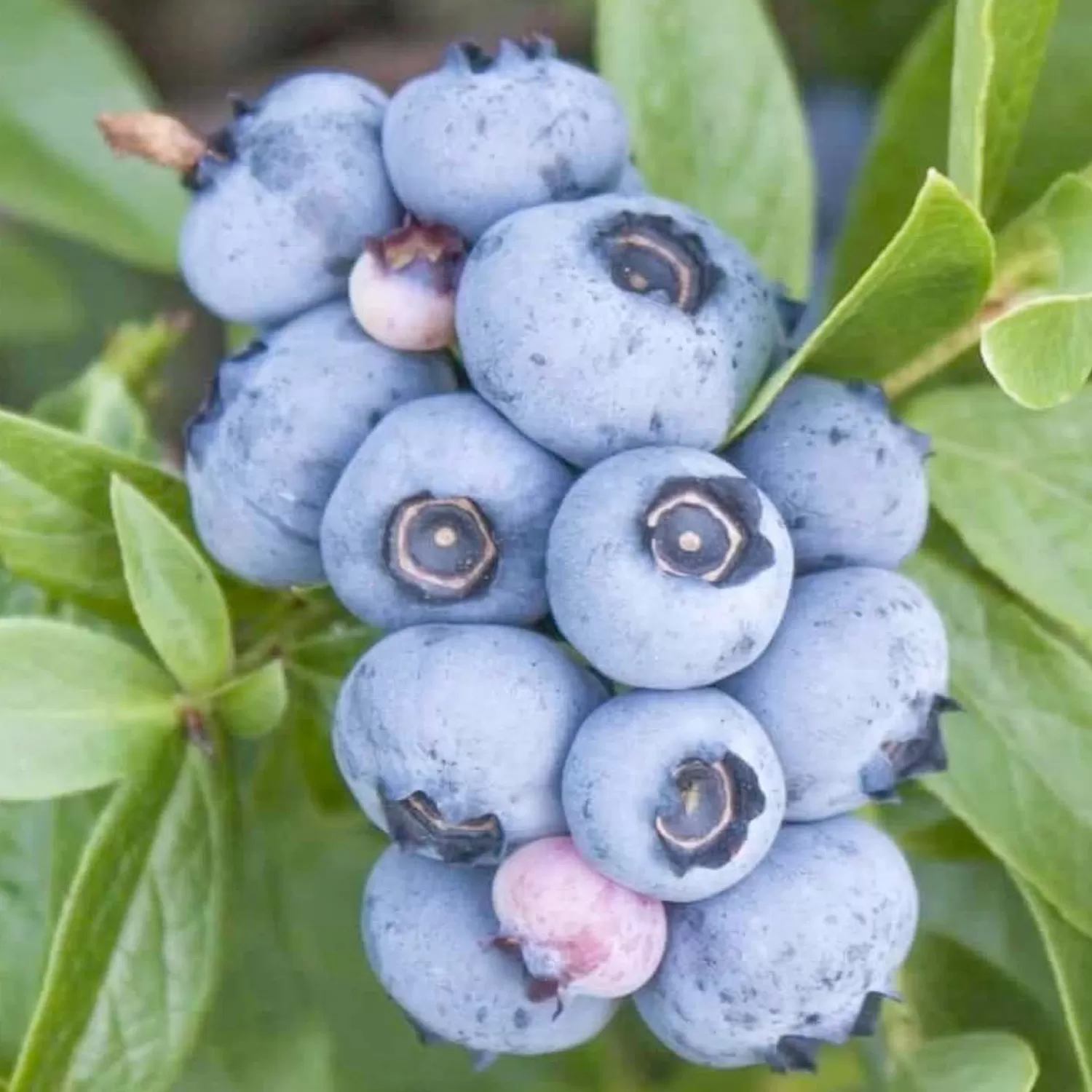 Blueberry 'Emerald' - #2 Gallon>Roger's Gardens Discount