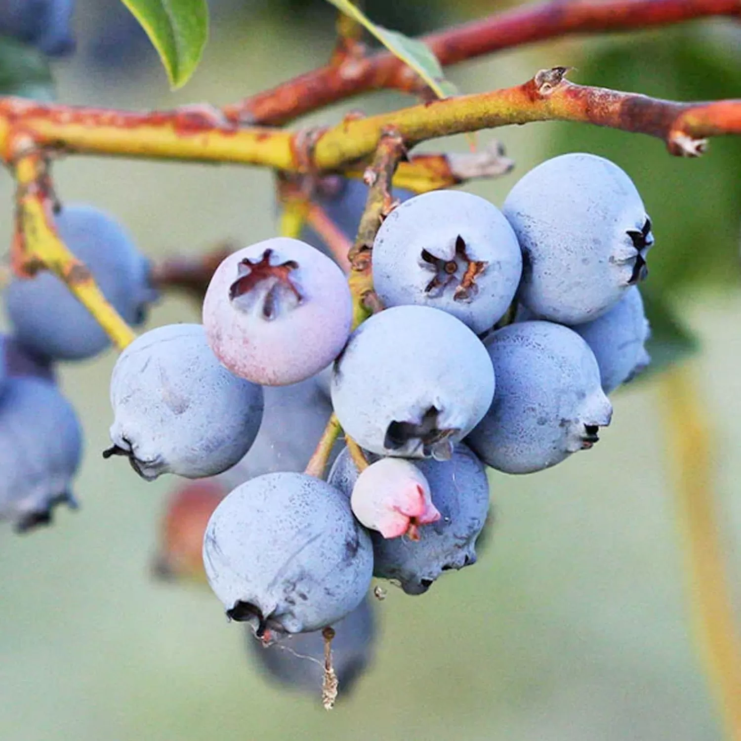 Blueberry 'Jewel' - #2 Gallon>Roger's Gardens Online