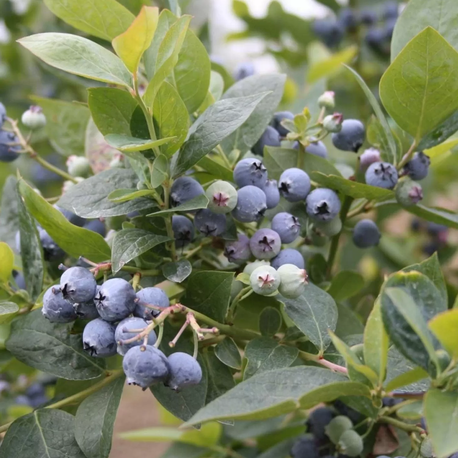 Blueberry 'Jubilee Midseason' - #2 Gallon>Roger's Gardens Online