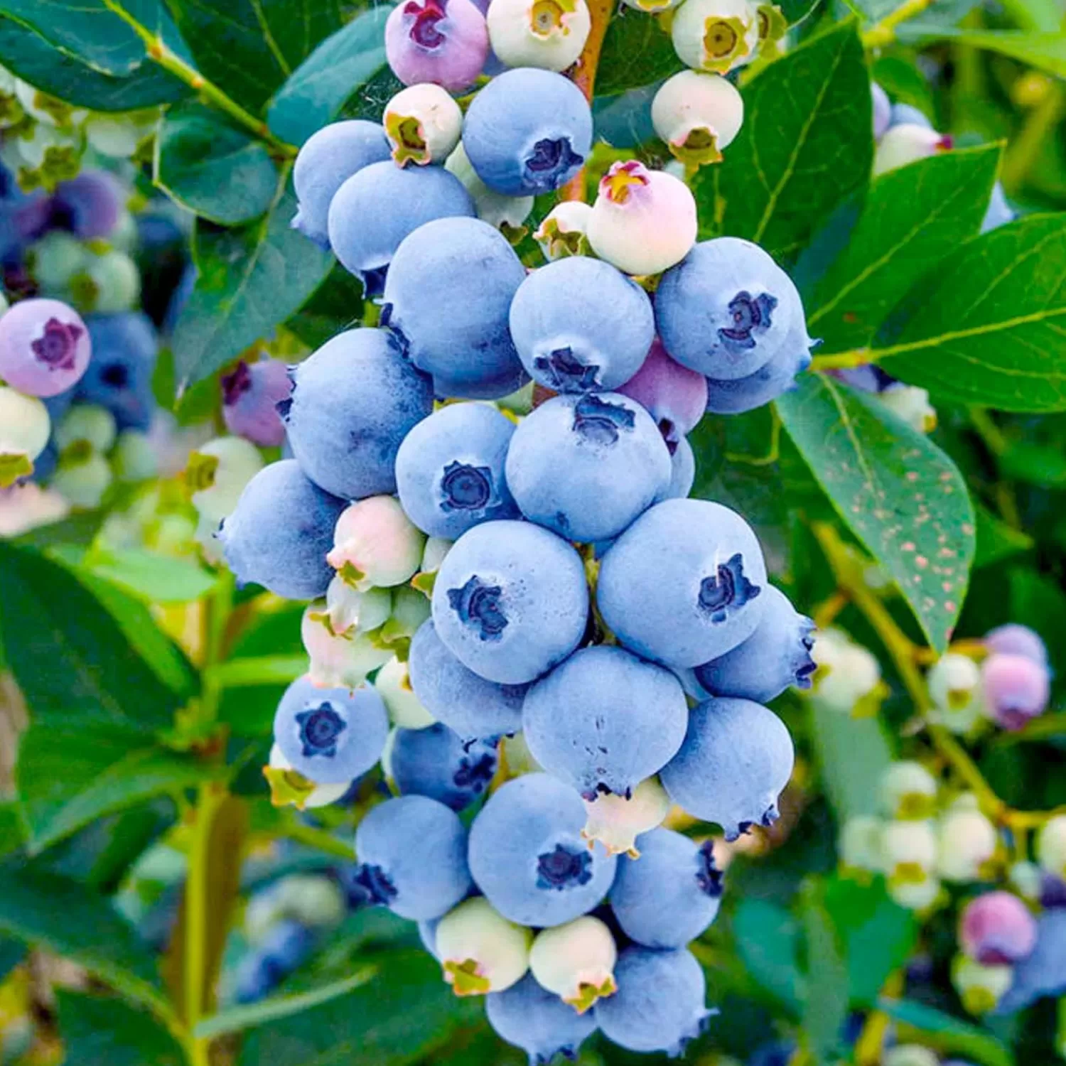 Blueberry 'Misty' - #5 Gallon>Roger's Gardens Online