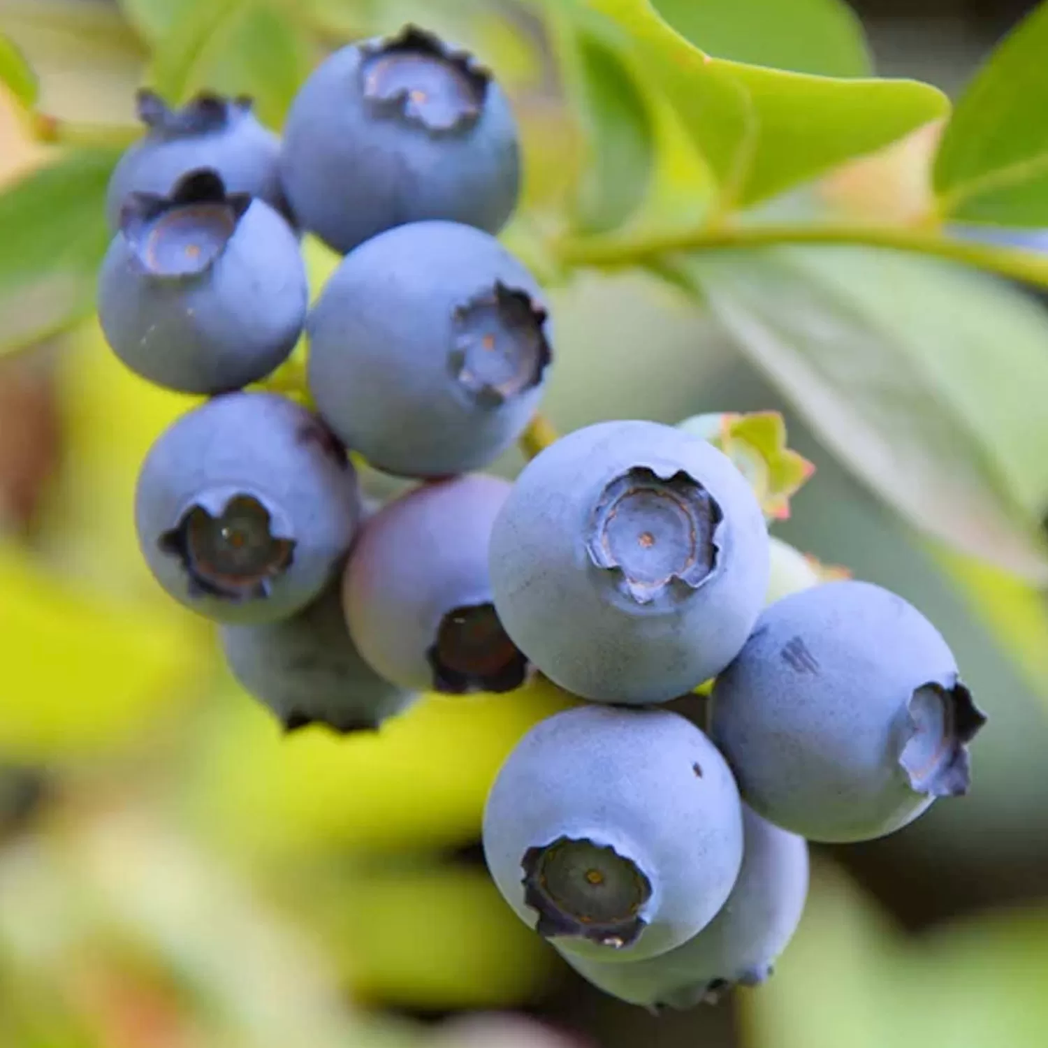 Blueberry 'star' - #2 Gallon>Roger's Gardens Shop