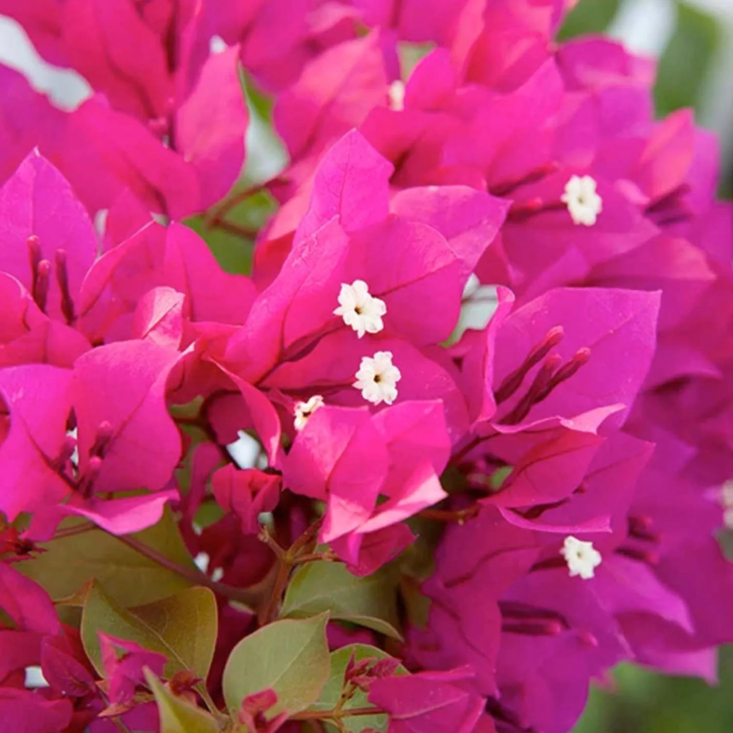 Bougainvillea 'Barbara Karst' - Barbara Karst Bougainvillea - Staked - 5 Gallon>Roger's Gardens Best Sale