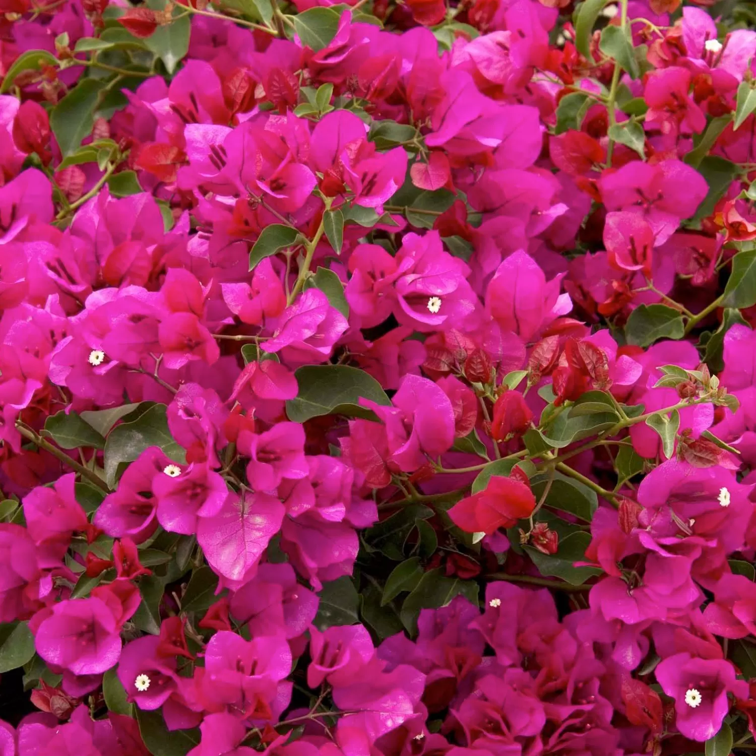 Bougainvillea 'Oo-La-La'® - Oo-La-La Bougainvillea - 2 Gallon>Roger's Gardens Fashion