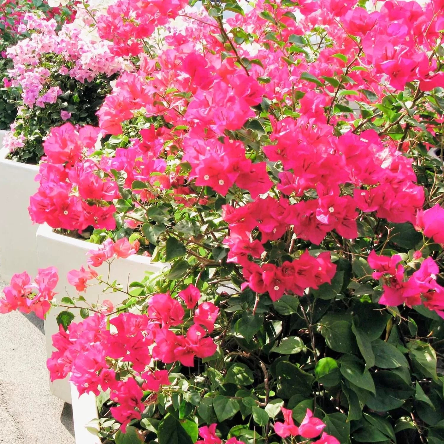 Bougainvillea 'Pink Surprise' - Pink Surprise Bougainvillea - 1 Gallon>Roger's Gardens Best Sale