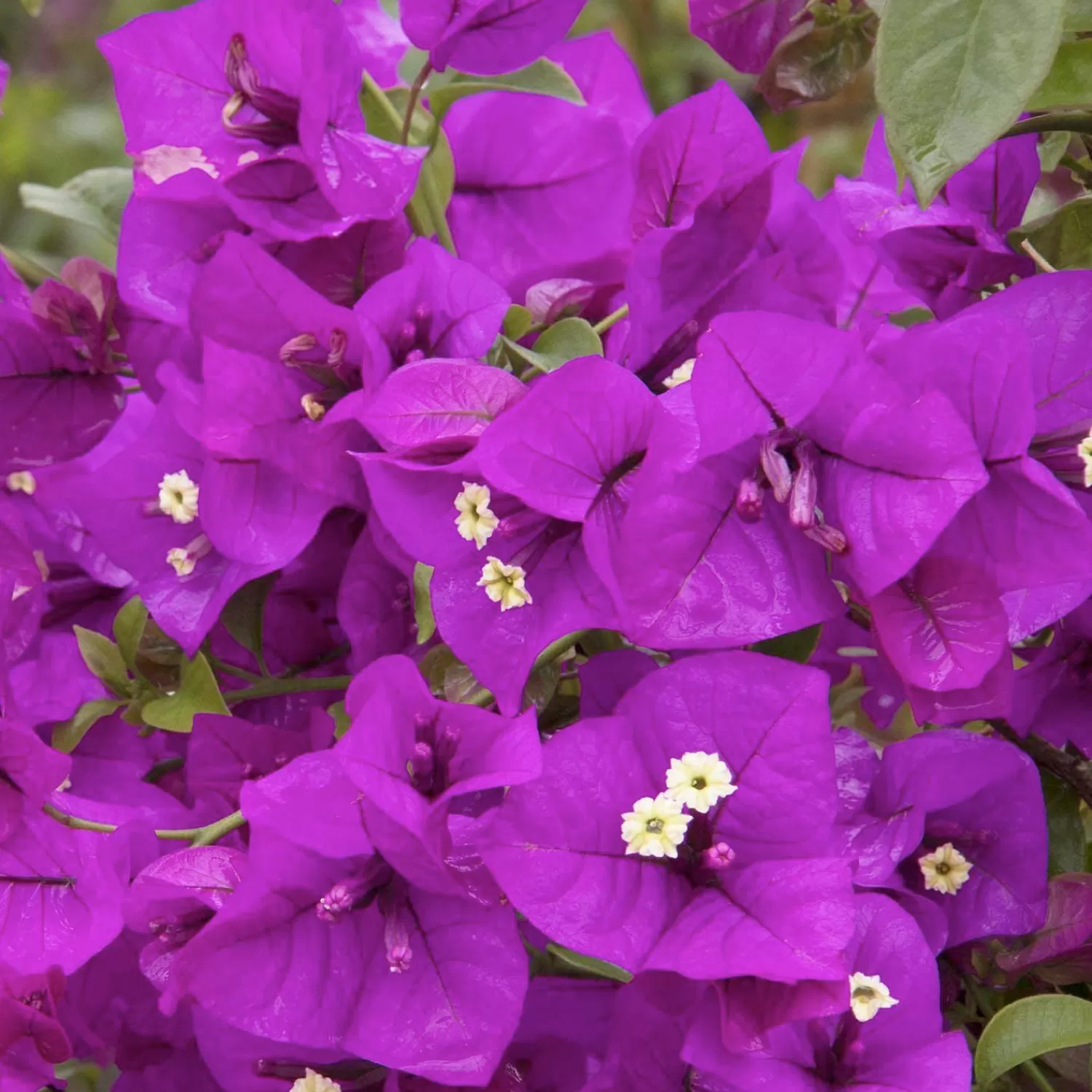 Bougainvillea 'Purple Queen'® - Purple Queen Bougainvillea - 5 Gallon>Roger's Gardens Fashion