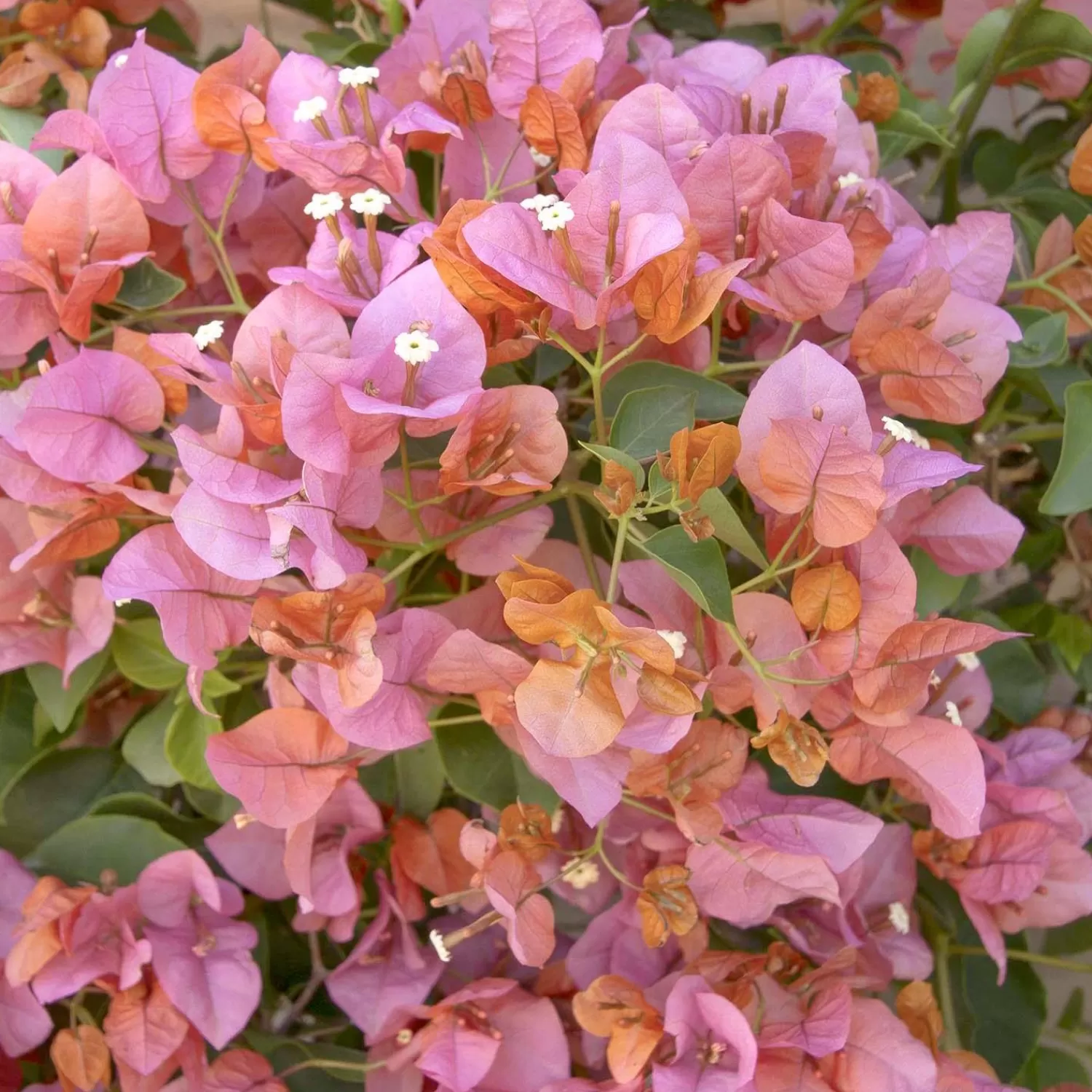 Bougainvillea 'Rosenka' - Rosenka Bougainvillea - 1 Gallon>Roger's Gardens Cheap