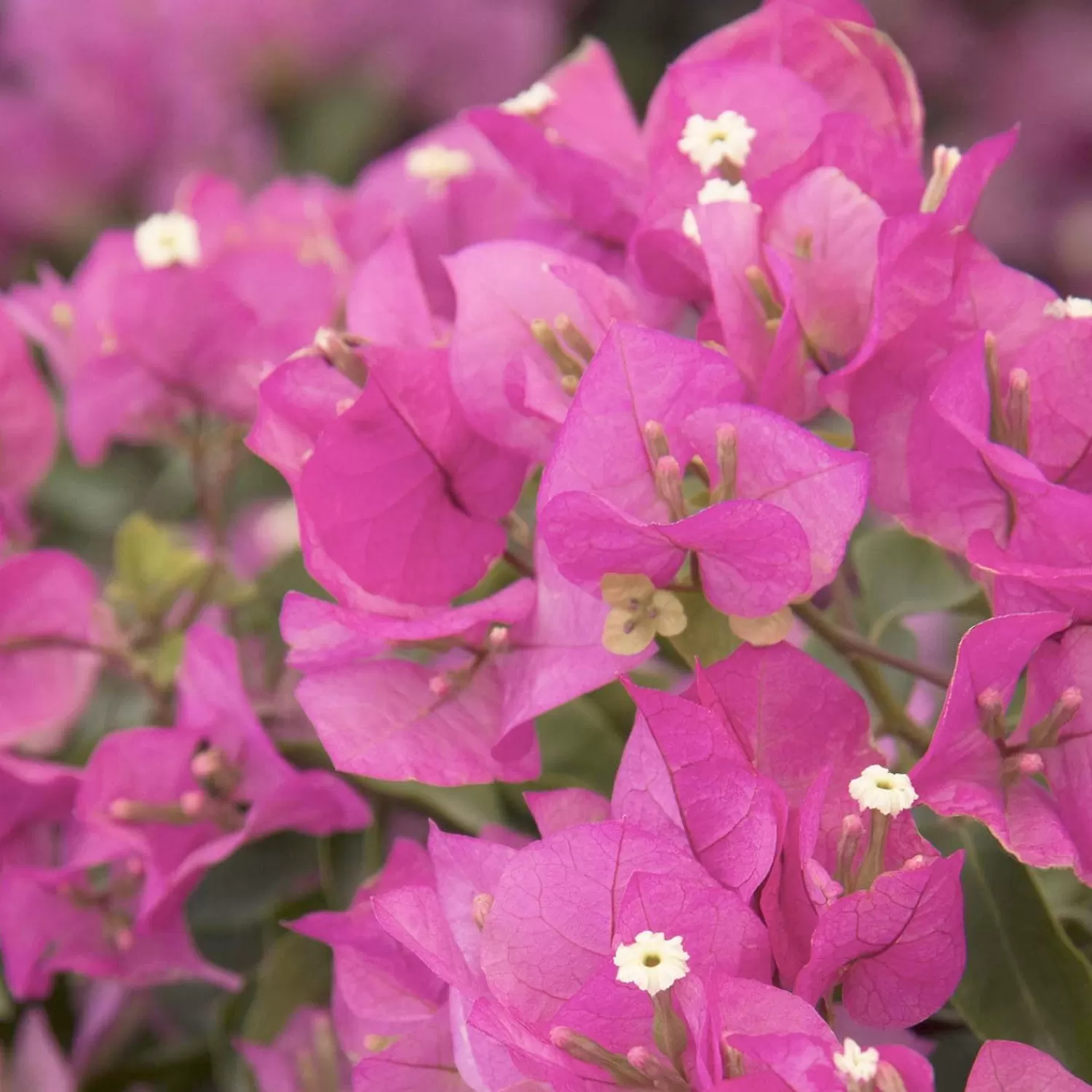 Bougainvillea 'Texas Dawn'™ - Texas Dawn Bougainvillea - 1 Gallon>Roger's Gardens New