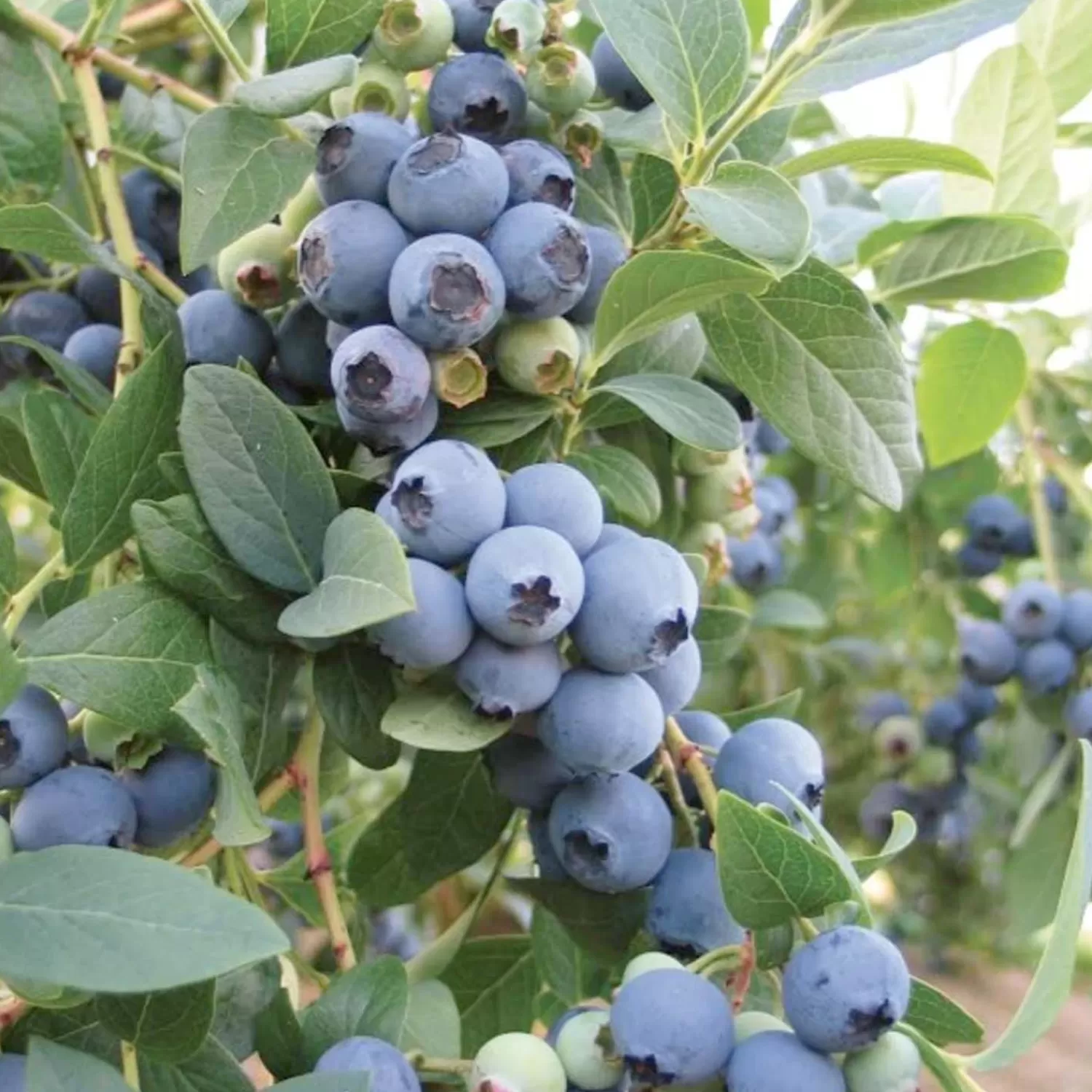 Bountiful Blue Blueberry® - 2 Gallon>Roger's Gardens Best