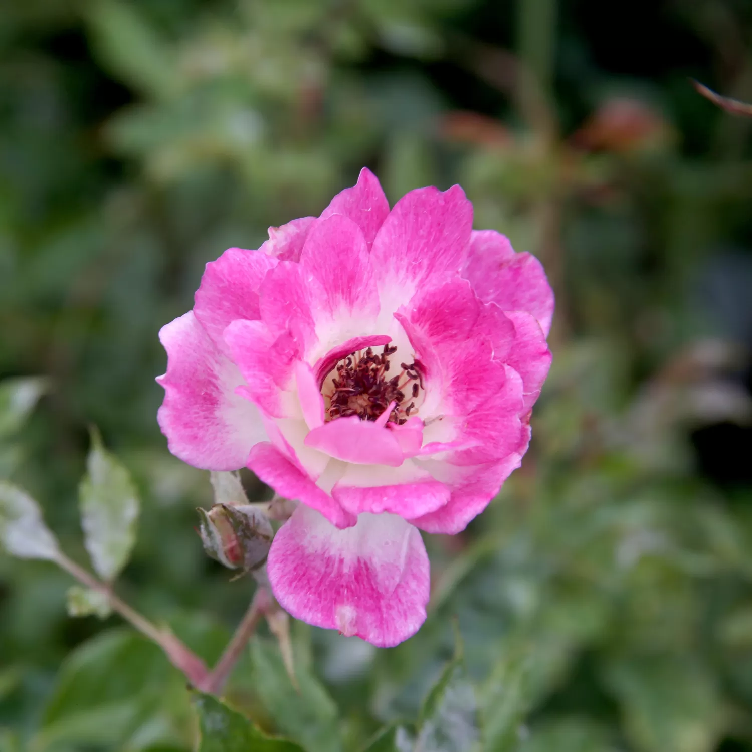 Brilliant Pink Iceberg - 5 Gallon>Roger's Gardens Store