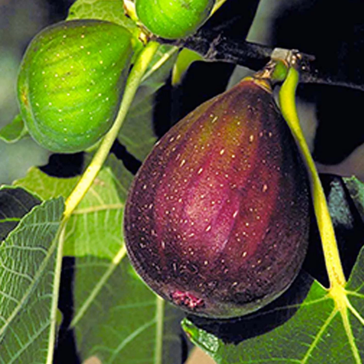 Brown Turkey Fig - 5 Gallon>Roger's Gardens Store