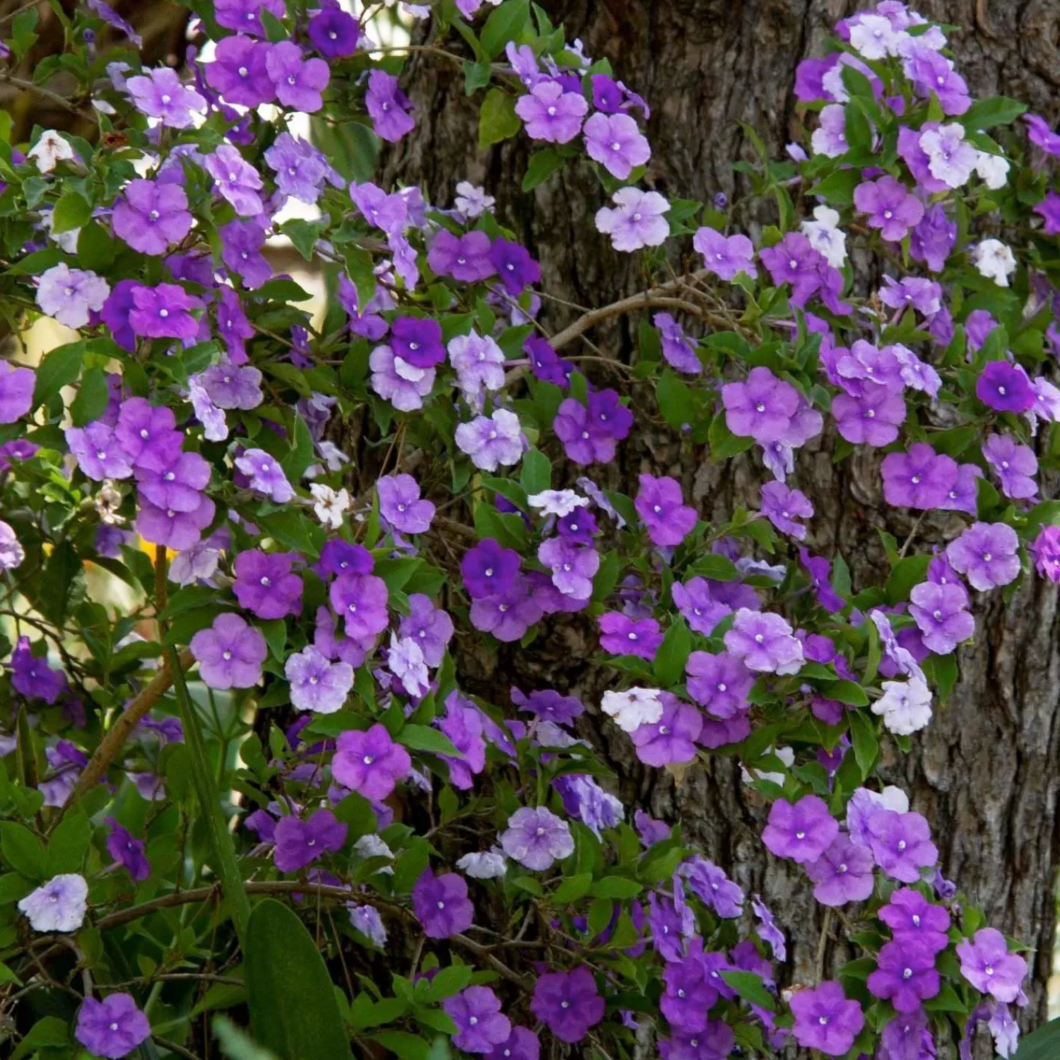 Brunfelsia Floribunda - Yesterday - Today - Tomorrow - 5 Gallon>Roger's Gardens Clearance