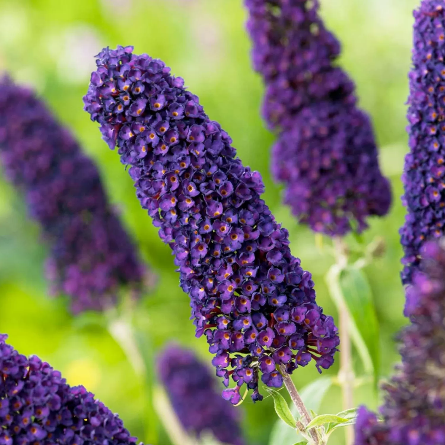 Buddleja 'Black Knight' - Black Knight Butterfly Bush - 5 Gallon>Roger's Gardens Best Sale