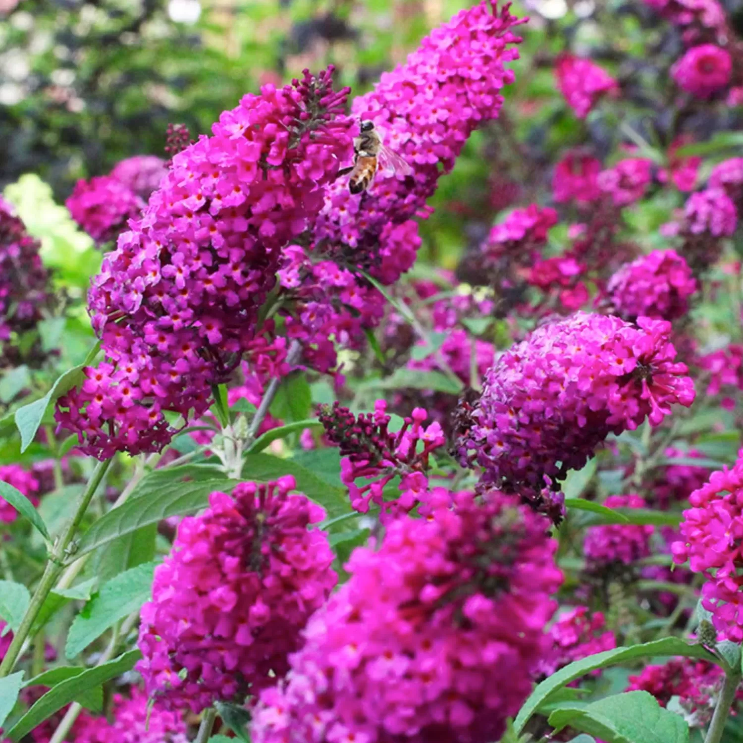 Buddleja 'Miss Ruby' Pp - Butterfly Bush - 2 Gallon>Roger's Gardens Clearance