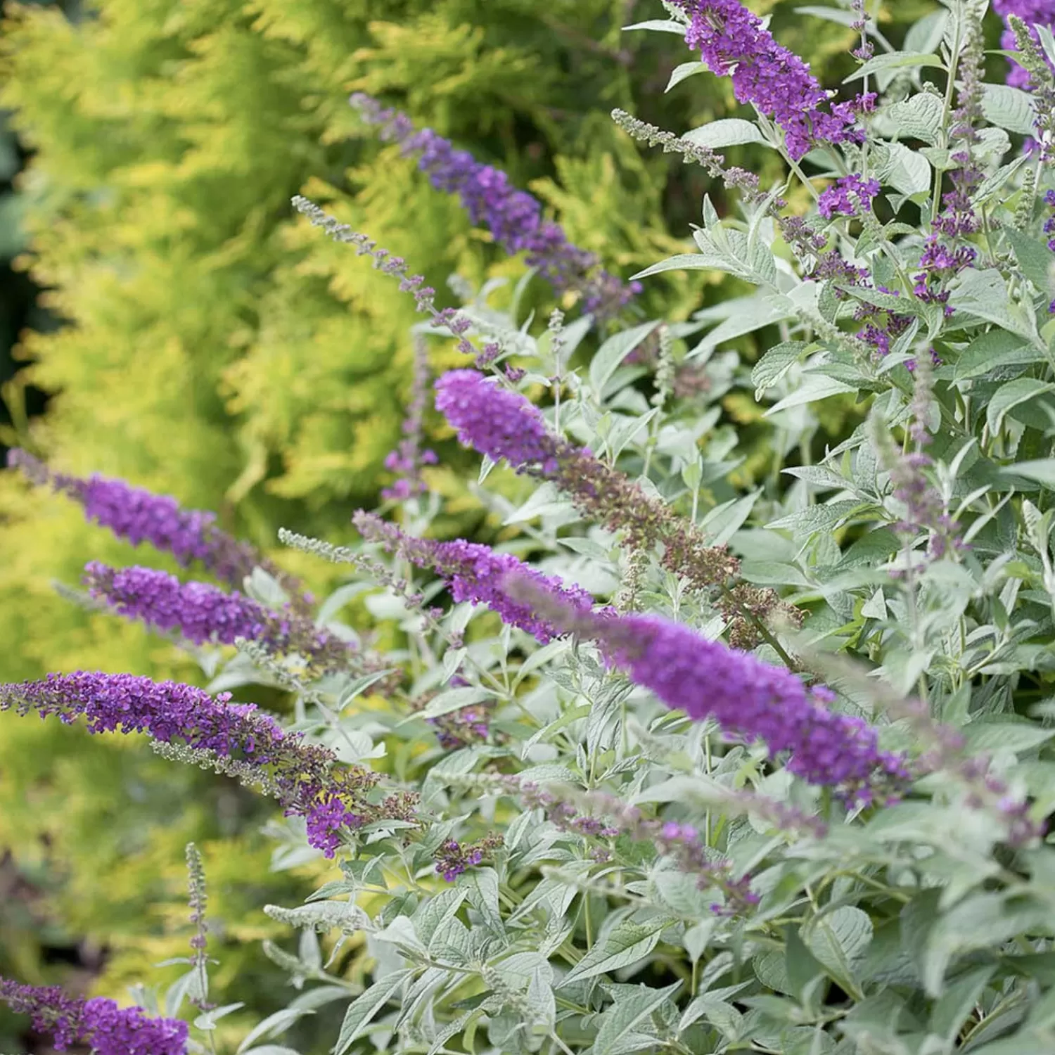 Buddleja 'Miss Violet' Pp - Butterfly Bush - 2 Gallon>Roger's Gardens Sale