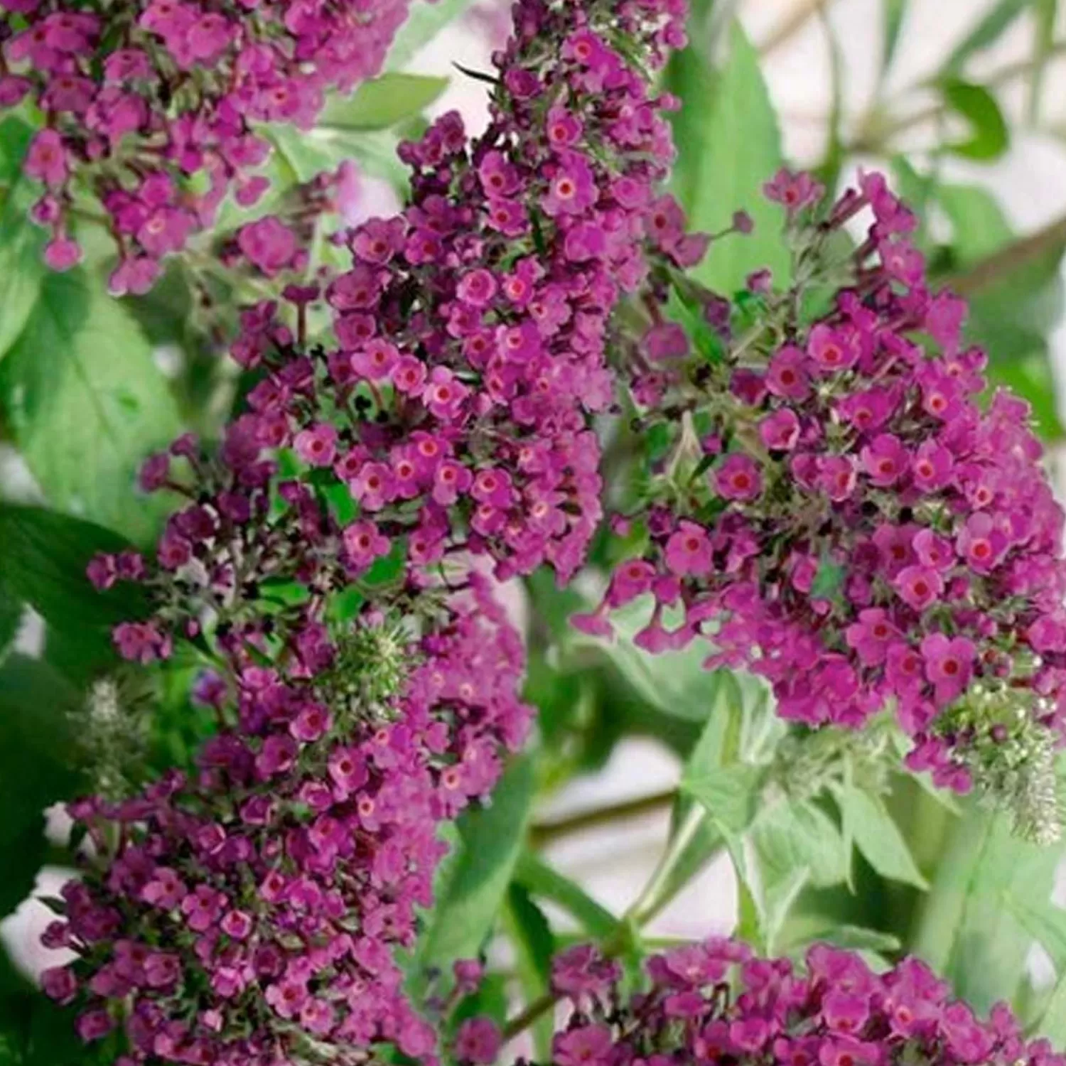 Buddleja 'summer Sips'® Pp - Butterfly Bush - 2 Gallon>Roger's Gardens Cheap