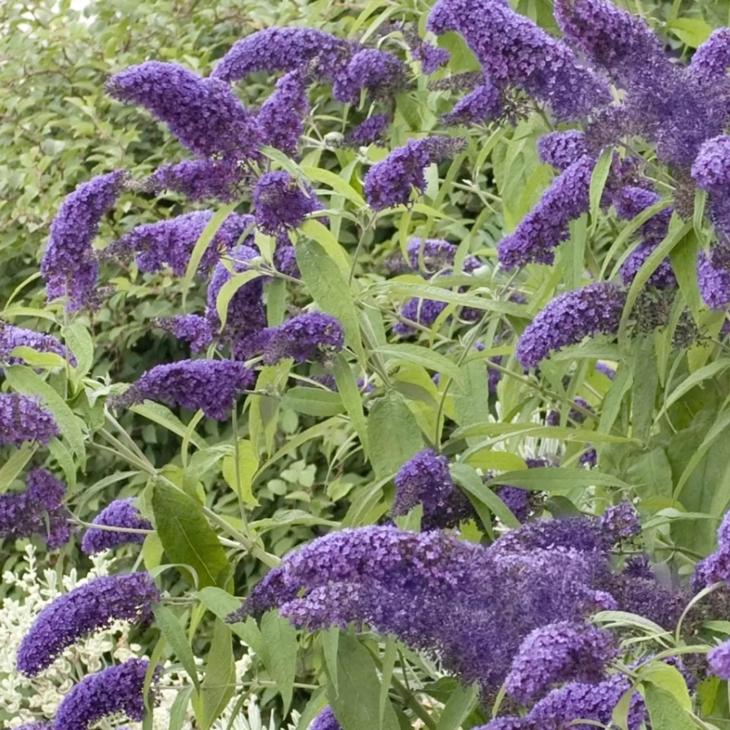 Buddleja 'True Blue' Pp - Butterfly Bush - 2 Gallon>Roger's Gardens Store