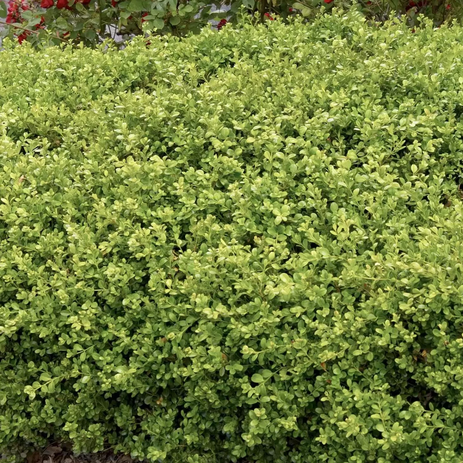 Buxus 'Green Beauty' - Green Beauty Boxwood - 2 Gallon>Roger's Gardens Online