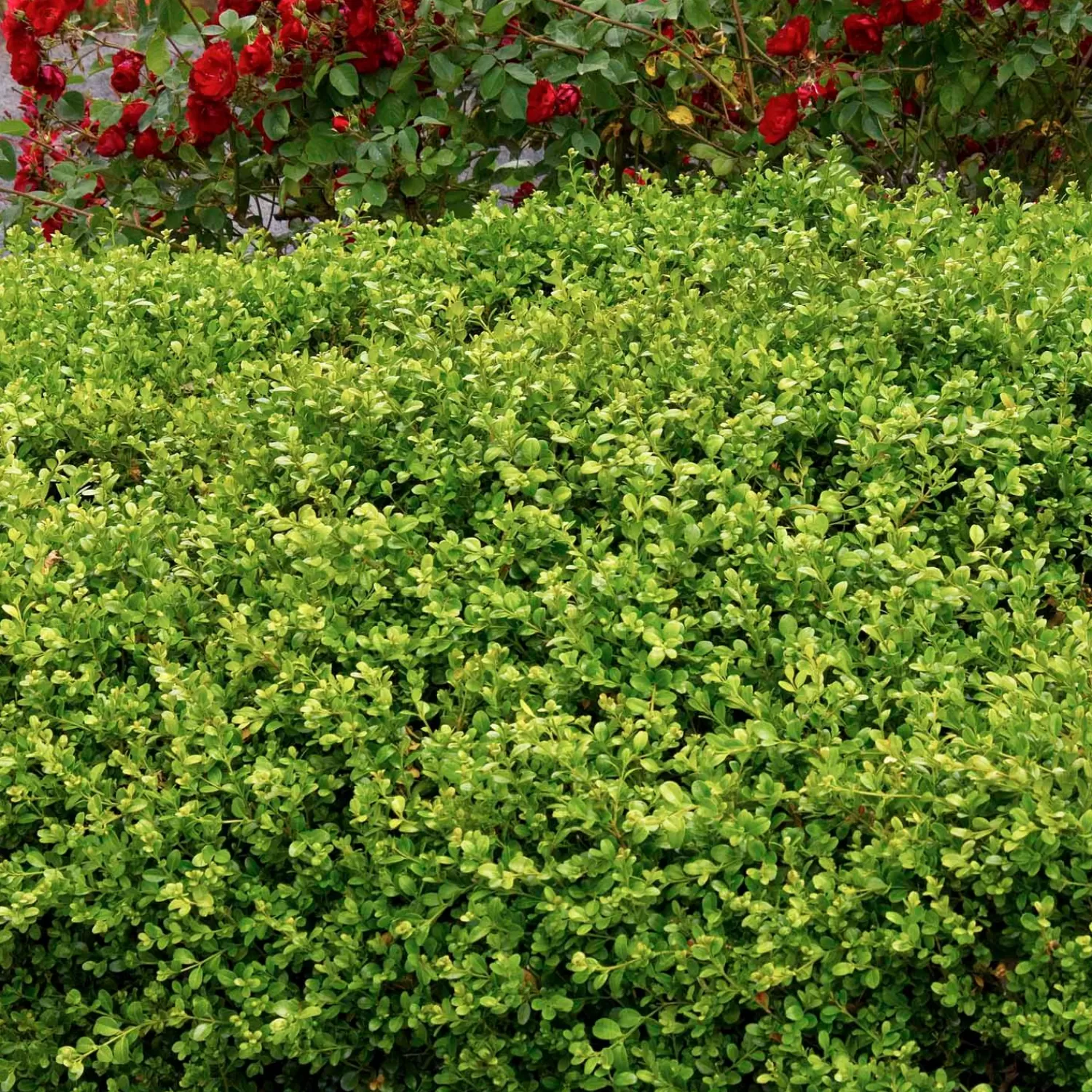 Buxus 'Green Beauty' - Green Beauty Boxwood - 5 Gallon>Roger's Gardens Discount