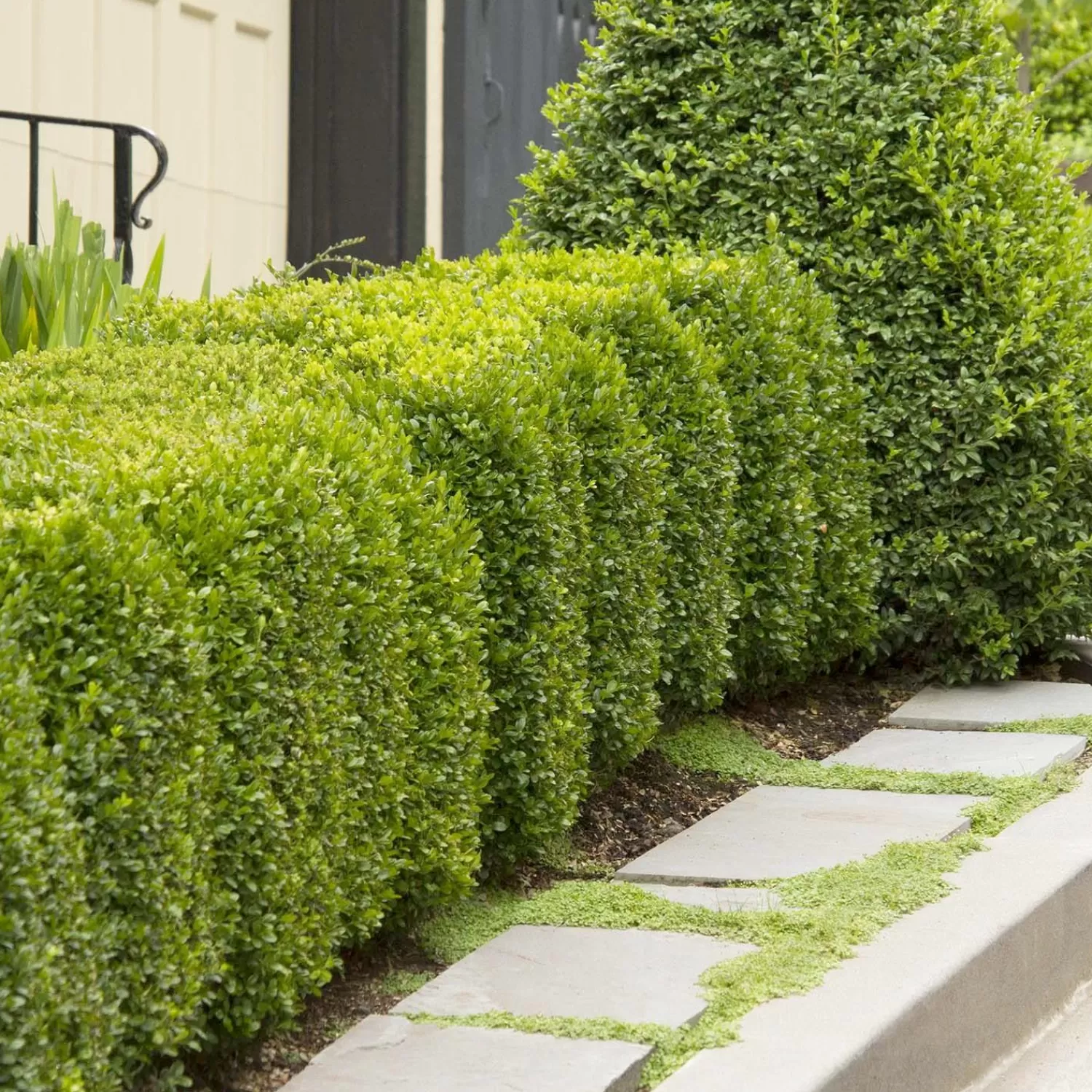 Buxus 'Green Mountain'>Roger's Gardens Sale