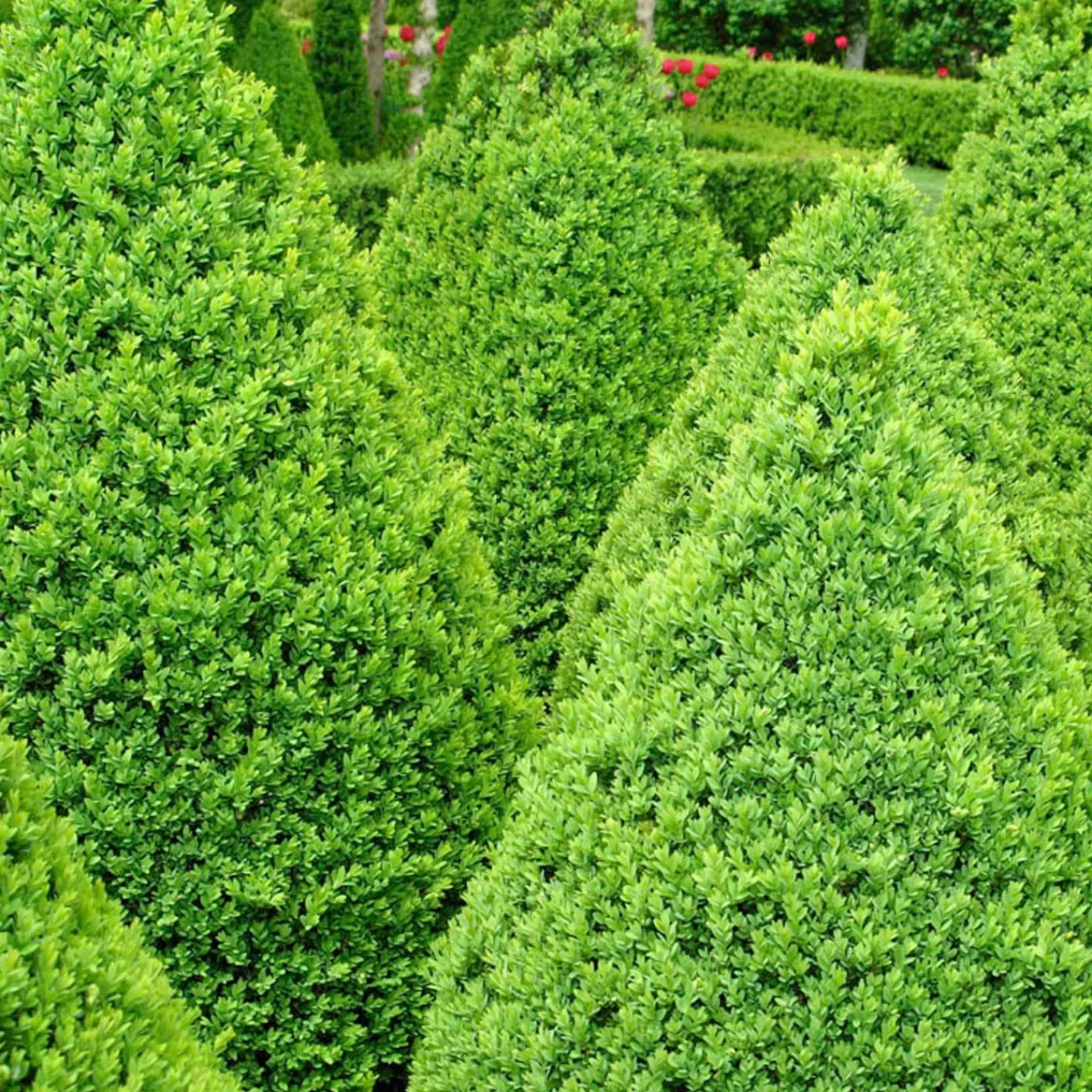 Buxus 'Green Mountain' - Green Mountain Boxwood - 2 Gallon>Roger's Gardens Shop