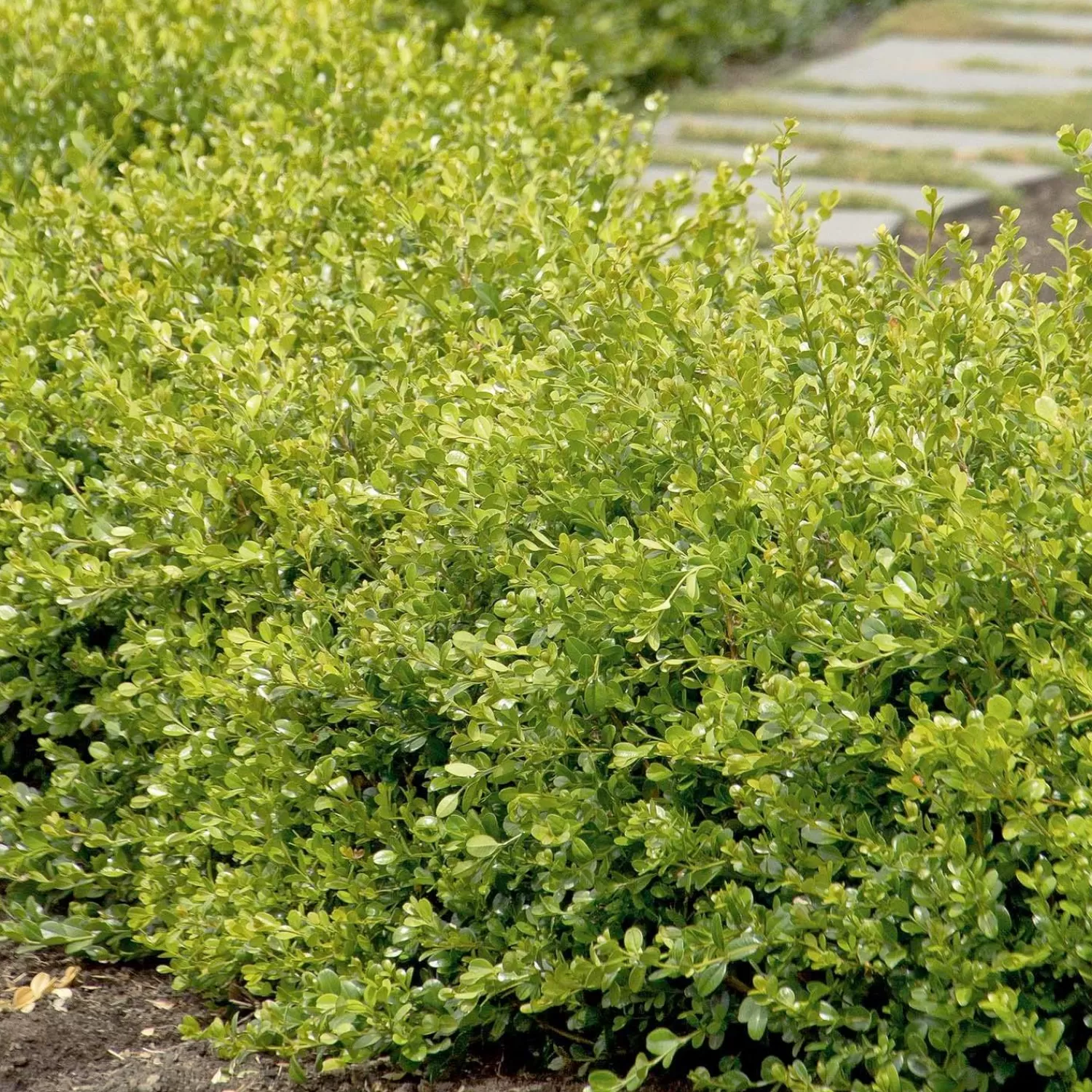 Buxus 'Winter Gem' - Winter Gem Boxwood - 10 Gallon>Roger's Gardens Hot