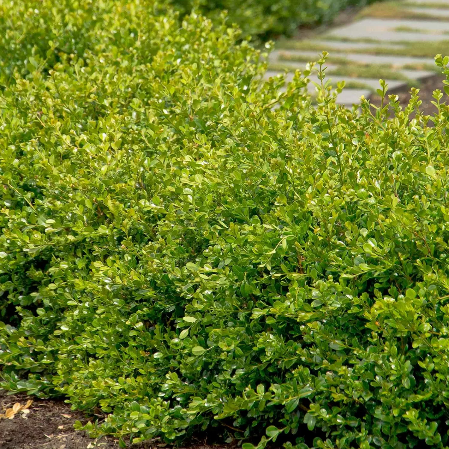 Buxus 'Winter Gem' - Winter Gem Boxwood - 1 Gallon>Roger's Gardens Sale