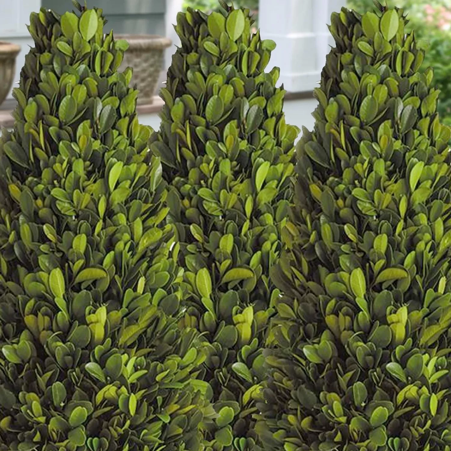 Buxus 'Winter Gem' - Winter Gem Boxwood - 5 Gallon>Roger's Gardens Discount