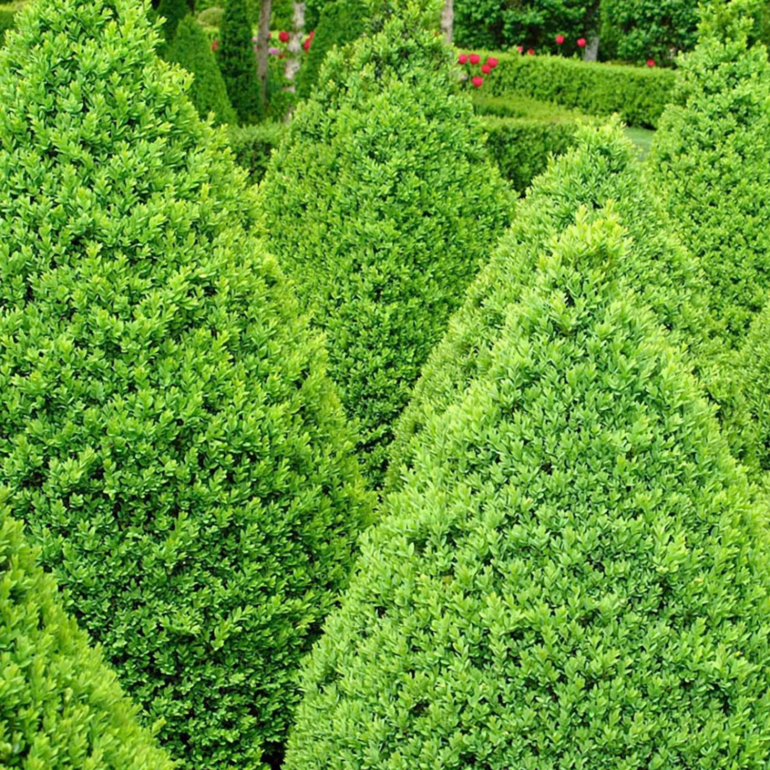 Buxus 'Winter Gem' - Winter Gem Boxwood - 5 Gallon>Roger's Gardens Flash Sale