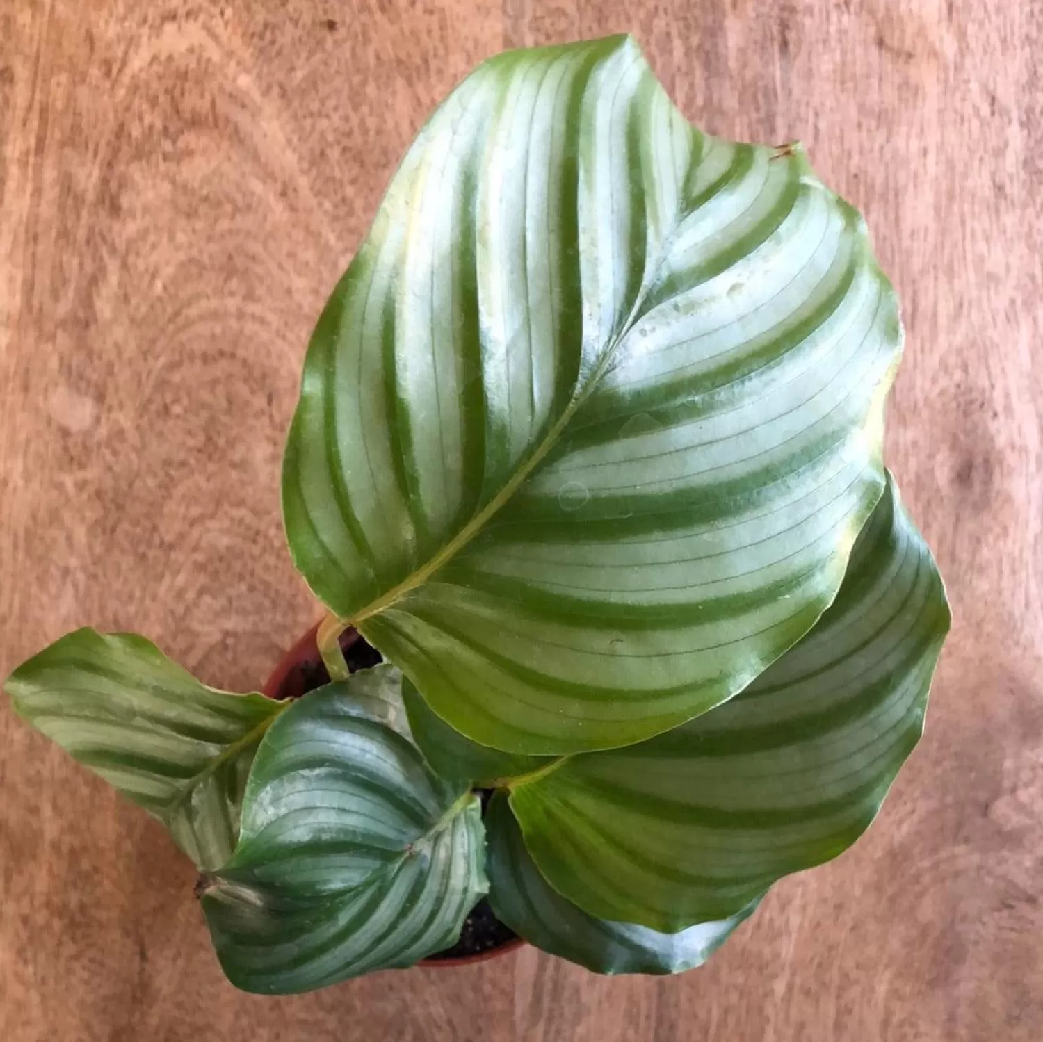 Calathea Orbifolia - 4In>Roger's Gardens Shop