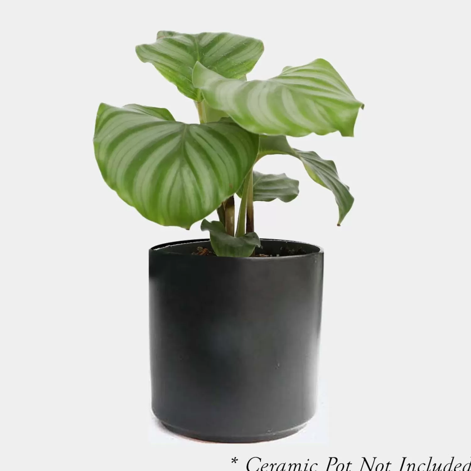 Calathea Orbifolia - 4In>Roger's Gardens Shop