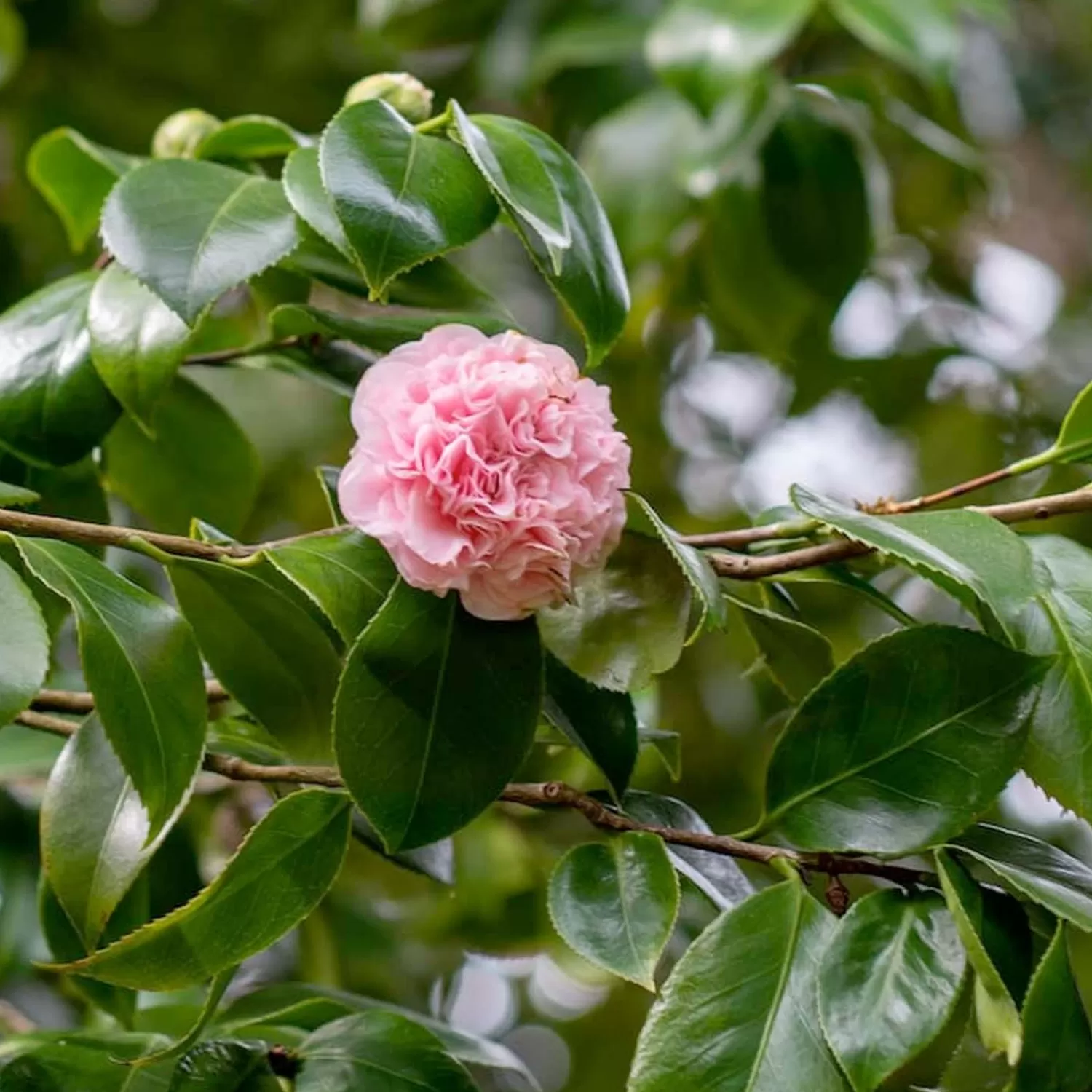 Camellia Japonica 'Debutante' - Debutante Camellia - 2 Gallon>Roger's Gardens Best