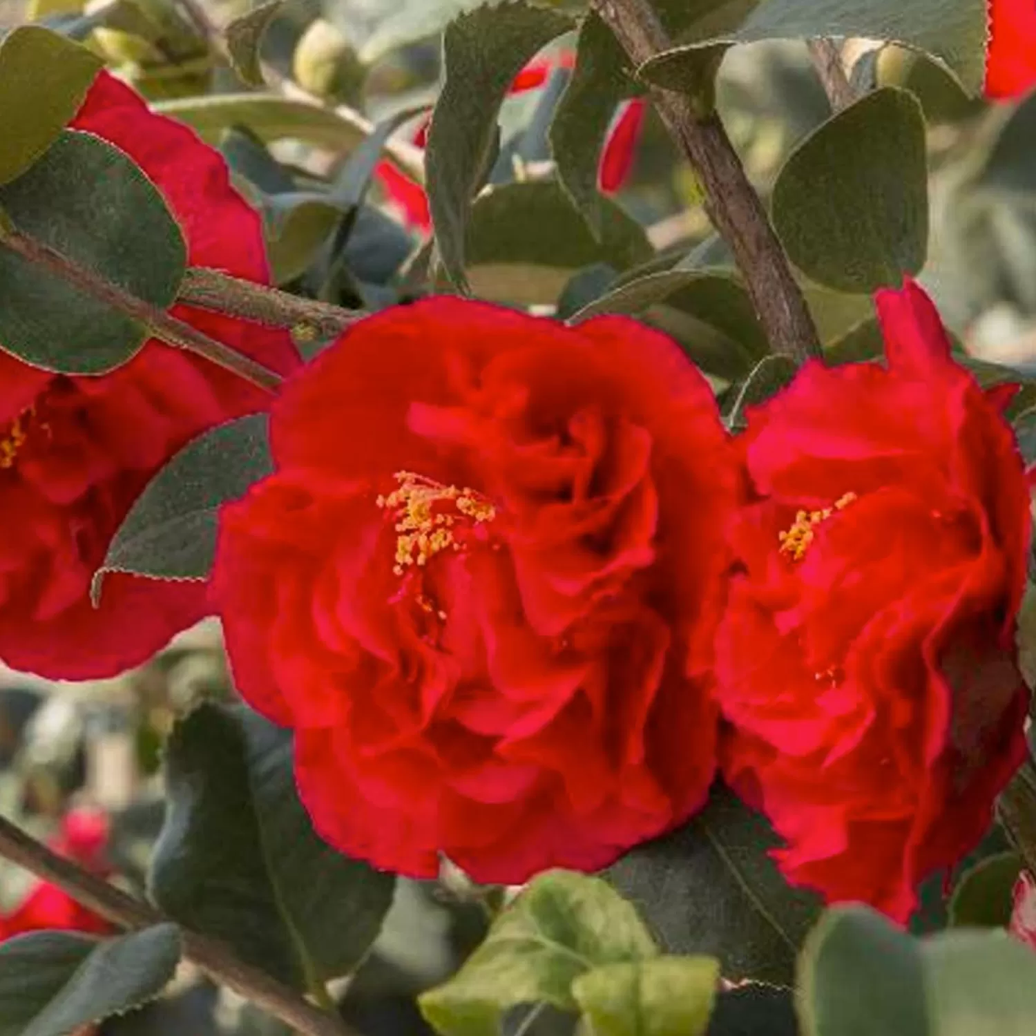 Camellia 'Kramer's Supreme' - Kramer's Supreme Camellia - 5 Gallon>Roger's Gardens Sale