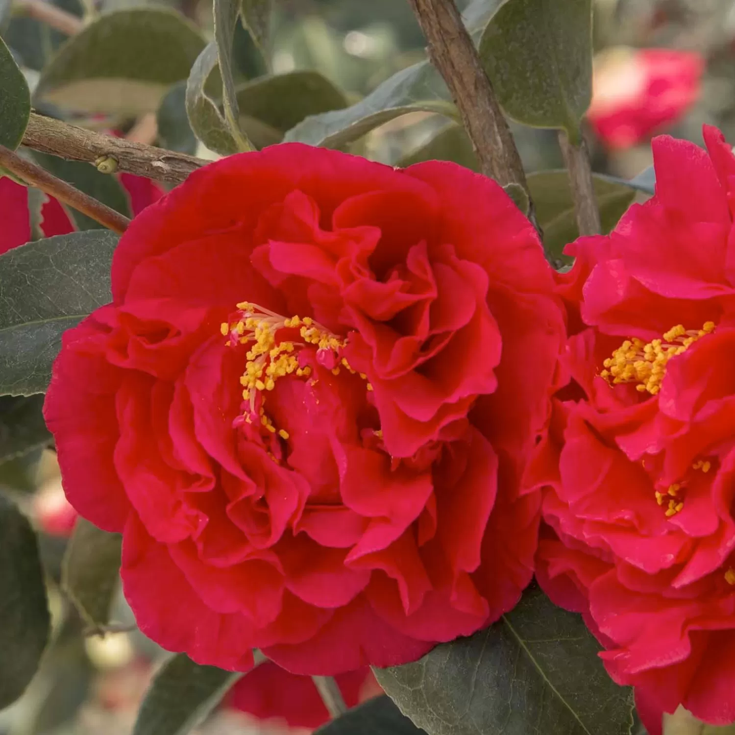 Camellia 'Kramer's Supreme' - Kramer's Supreme Camellia - 7 Gallon>Roger's Gardens Best