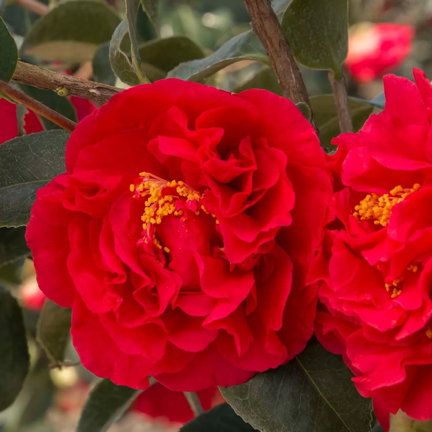 Camellia 'Kramer's Supreme' - Kramer's Supreme Camellia Tree - 5 Gallon>Roger's Gardens Hot