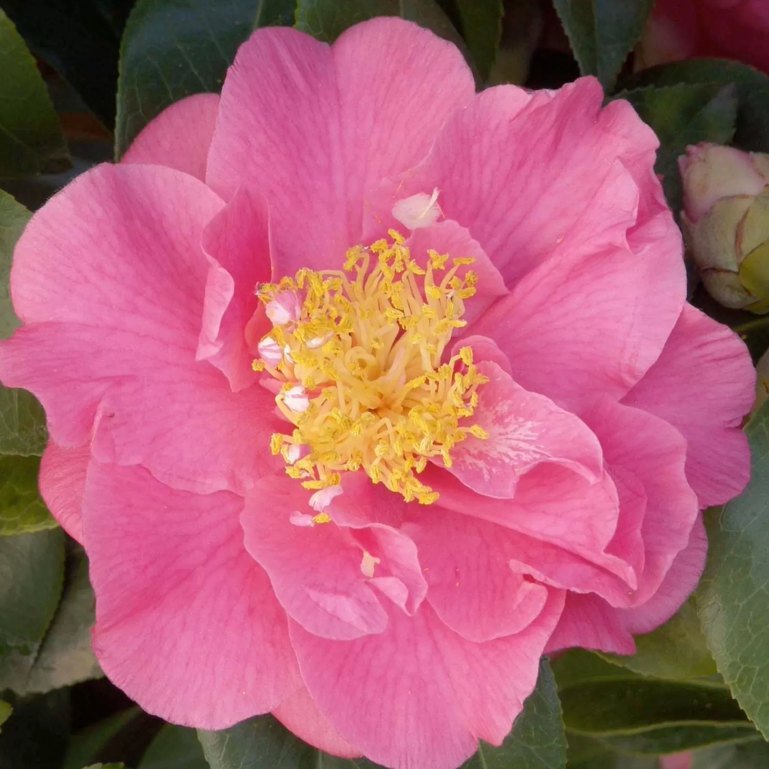 Camellia 'Kumasaka' - Kumasaka Camellia - 5 Gallon>Roger's Gardens New