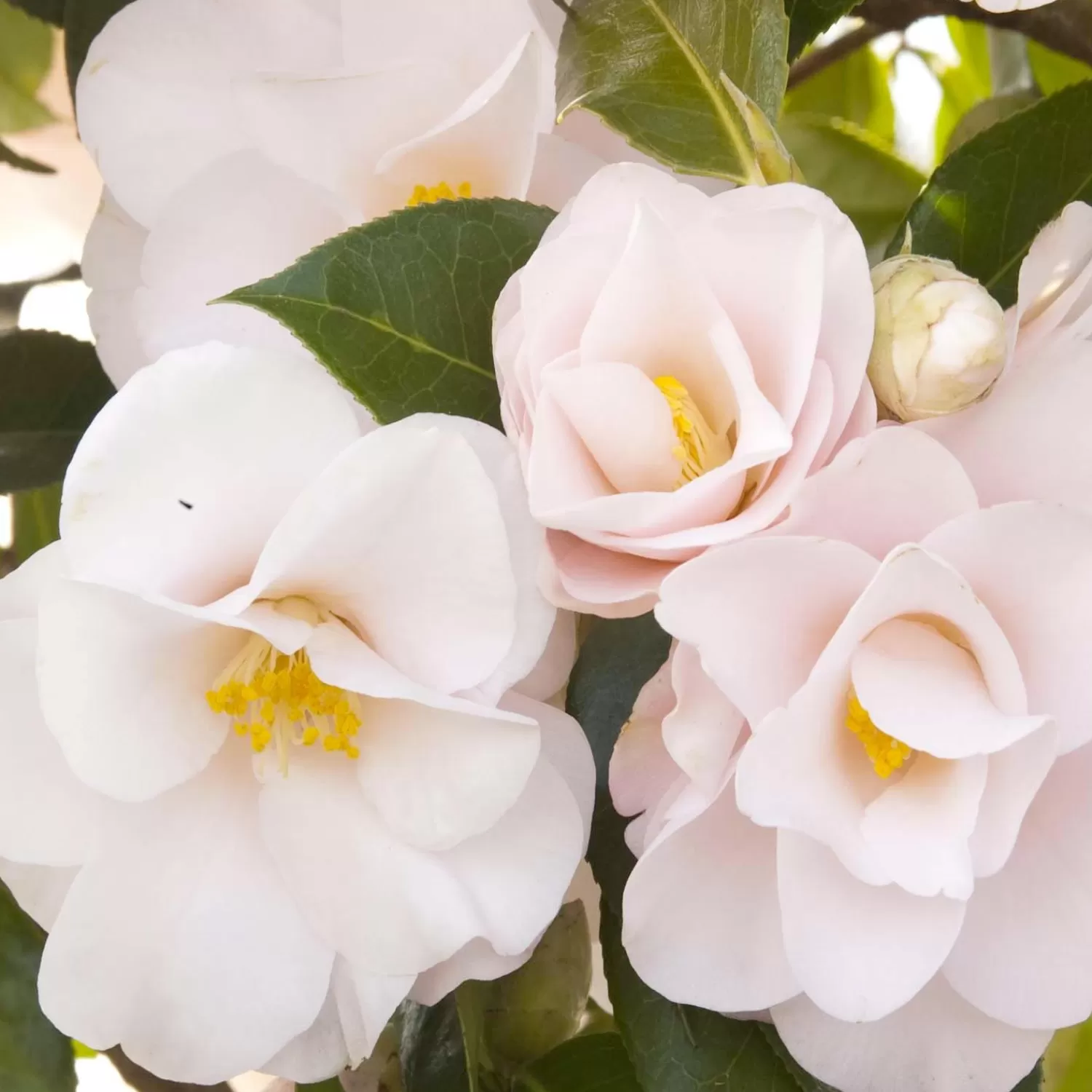 Camellia 'Magnoliaeflora' - Magnoliaeflora Camellia - 5 Gallon>Roger's Gardens Flash Sale