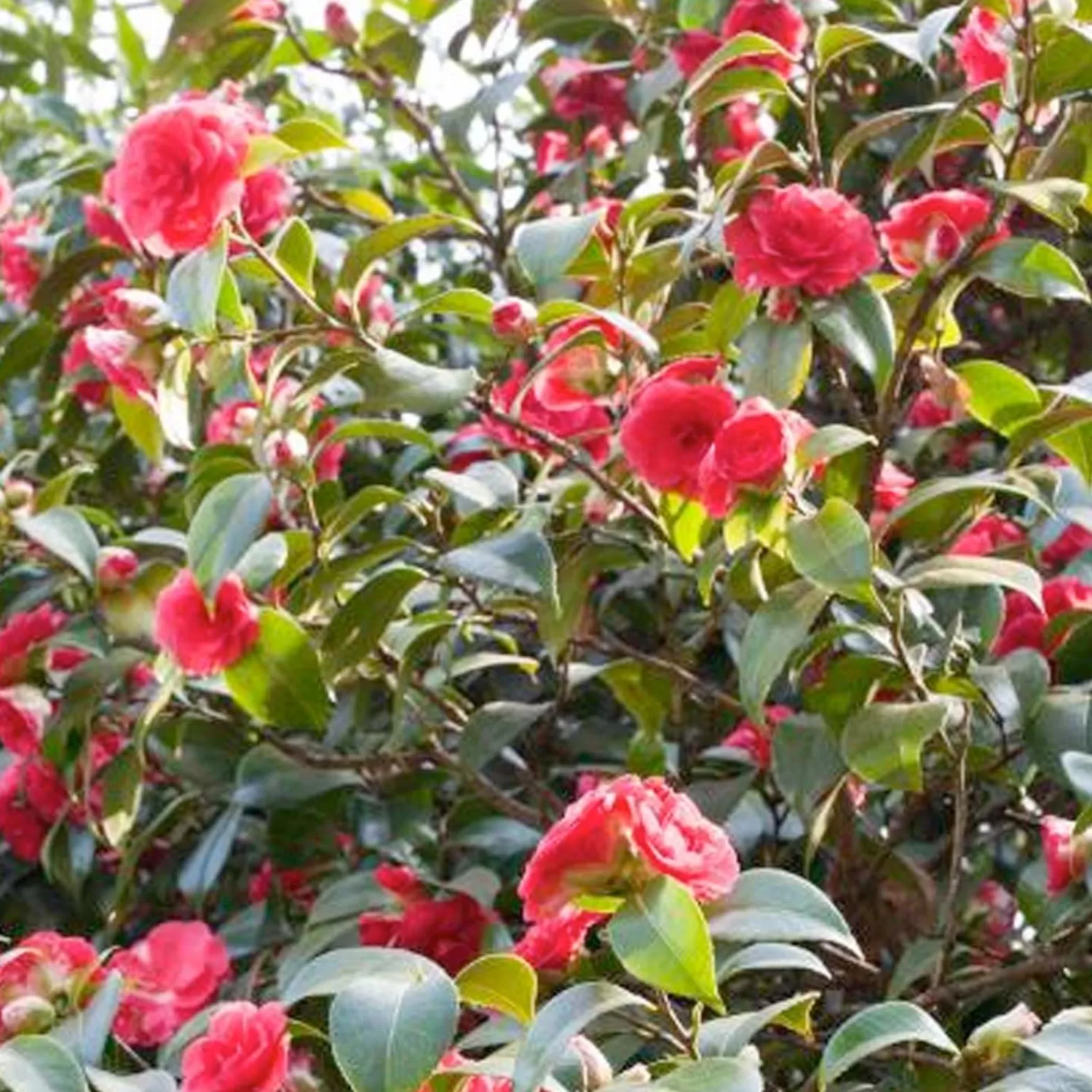 Camellia 'Mathotiana Supreme' - Mathotiana Supreme Camellia - 5 Gallon>Roger's Gardens Cheap