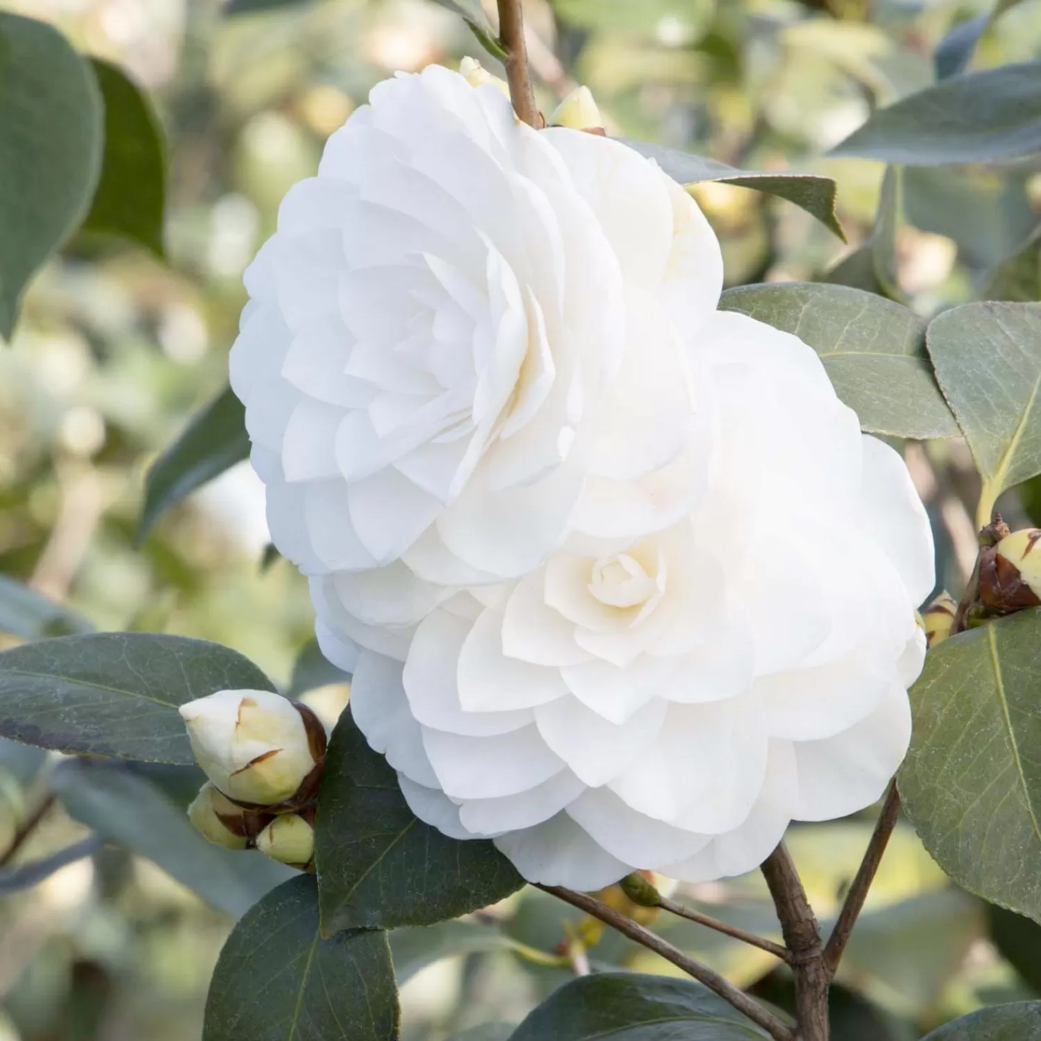 Camellia 'Nuccio's Gem' - Nuccio's Gem Camellia - 7 Gallon>Roger's Gardens Fashion