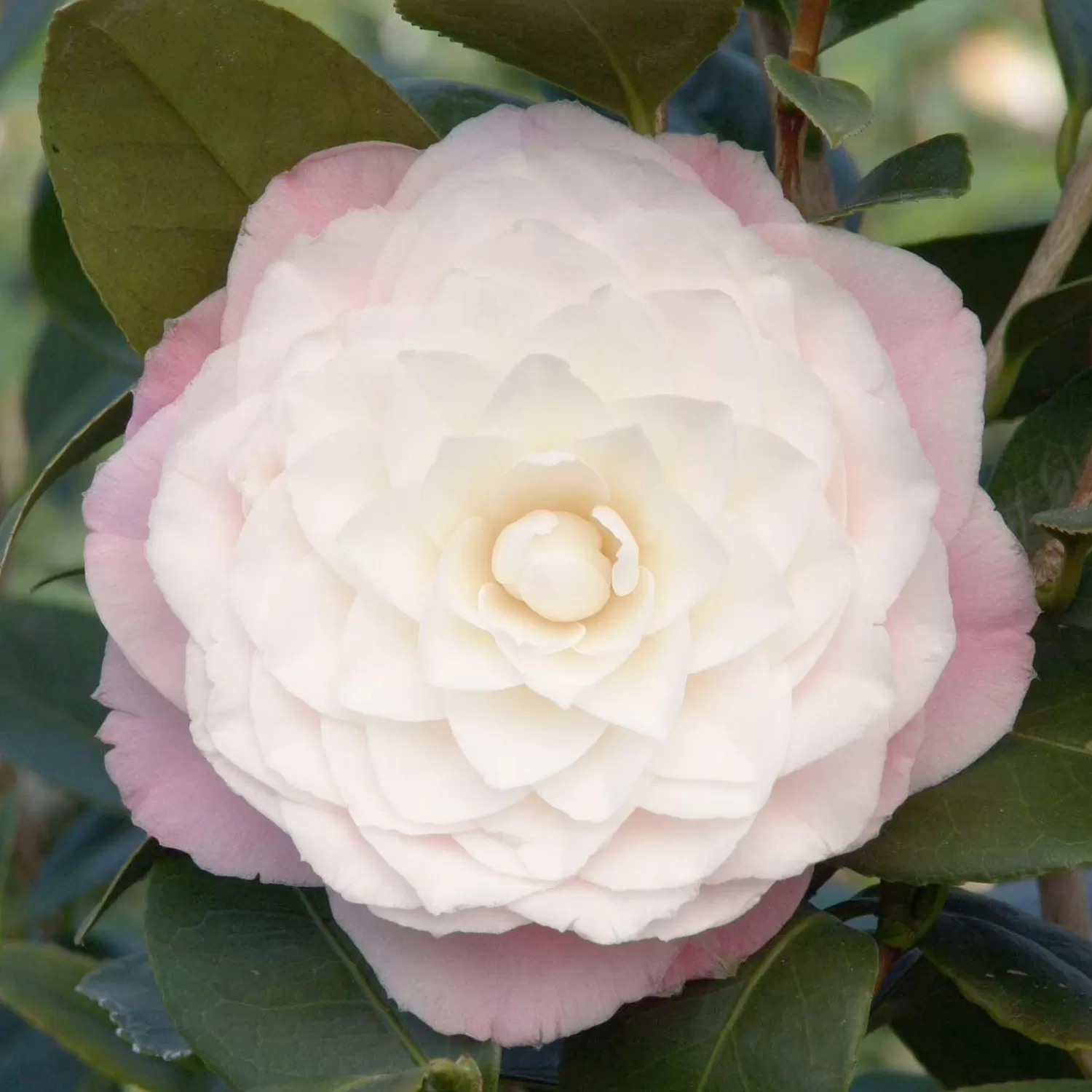 Camellia 'Nuccio's Pearl' - Nuccio's Pearl Camellia - 2 Gallon>Roger's Gardens Hot