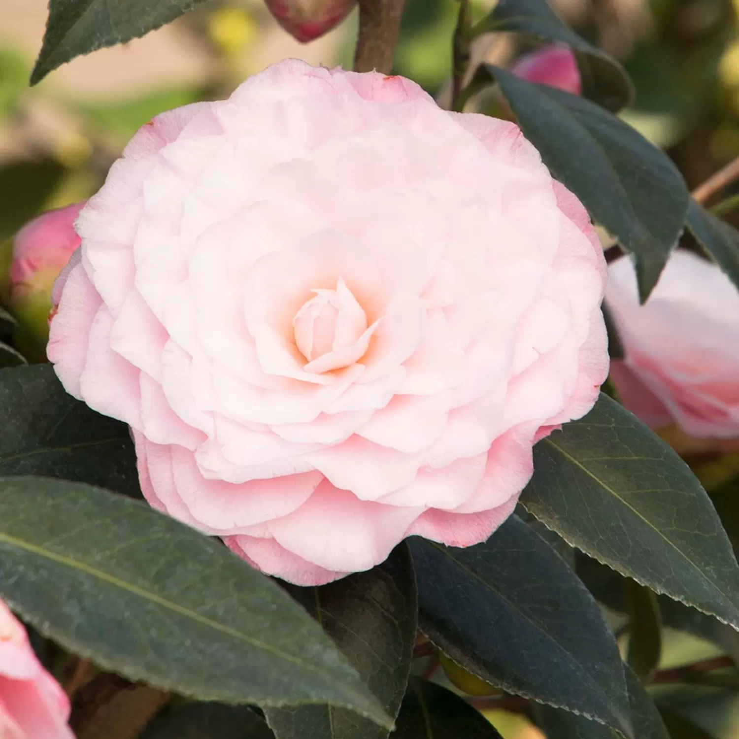 Camellia 'Nuccio's Pearl' - Nuccio's Pearl Camellia - 5 Gallon>Roger's Gardens Fashion