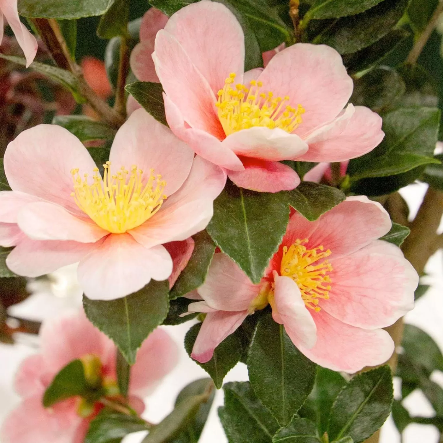 Camellia 'Pink Yuletide'® Pp - Pink-A-Boo Camellia - 2 Gallon>Roger's Gardens Hot