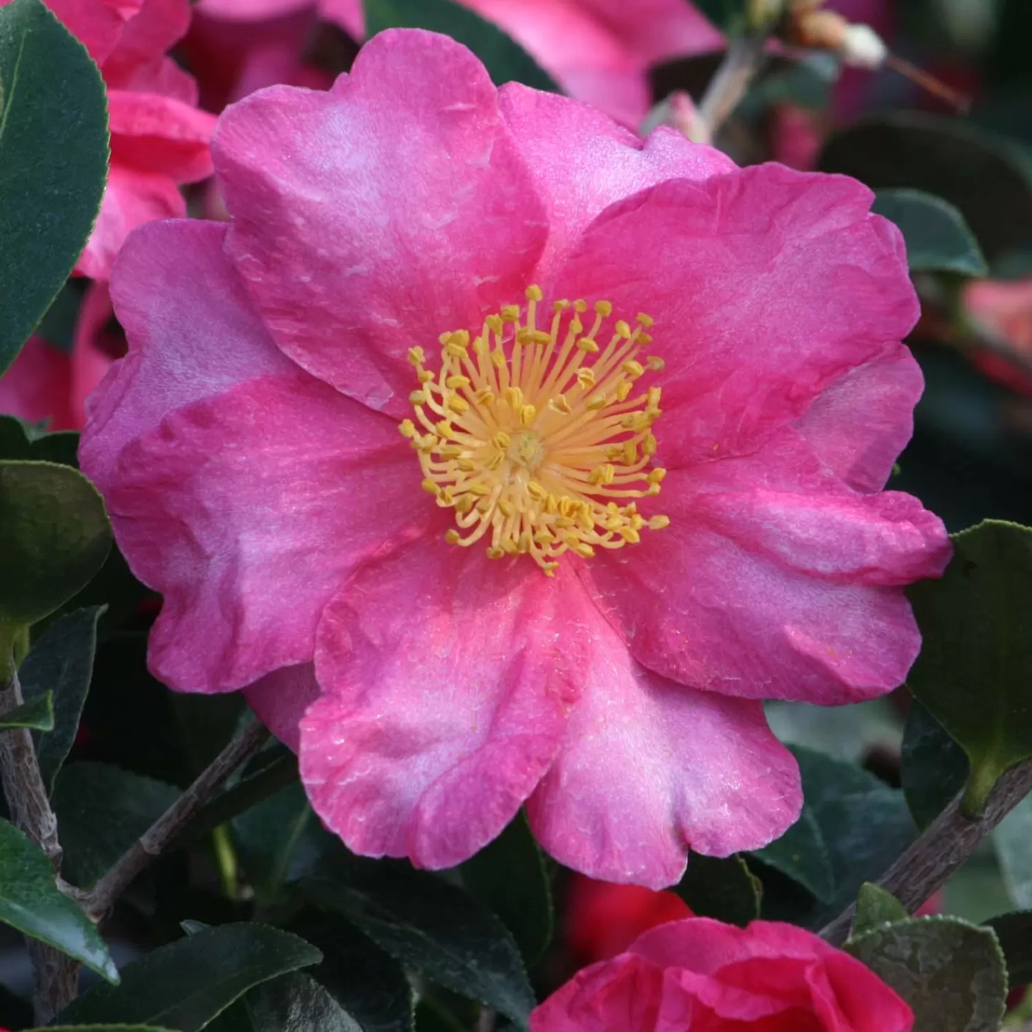 Camellia 'shishi Gashira' - Shishi Gashira Camellia - 5 Gallon>Roger's Gardens Shop