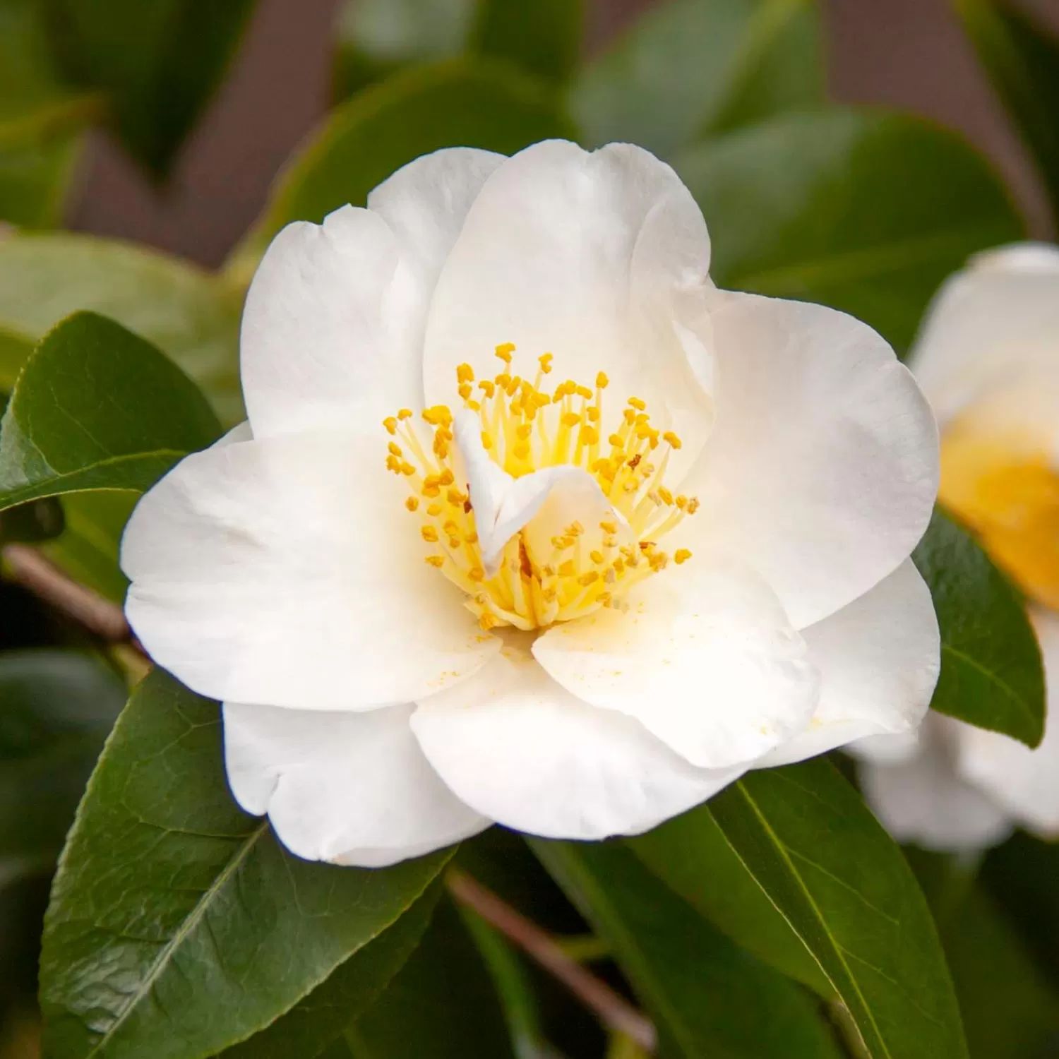 Camellia 'silver Waves' - Silver Waves Camellia - 5 Gallon>Roger's Gardens Flash Sale