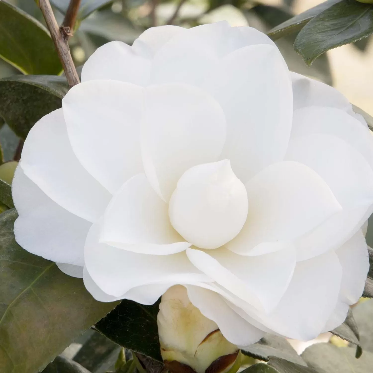 Camellia 'swan Lake'® - Swan Lake Camellia - 7 Gallon>Roger's Gardens Discount