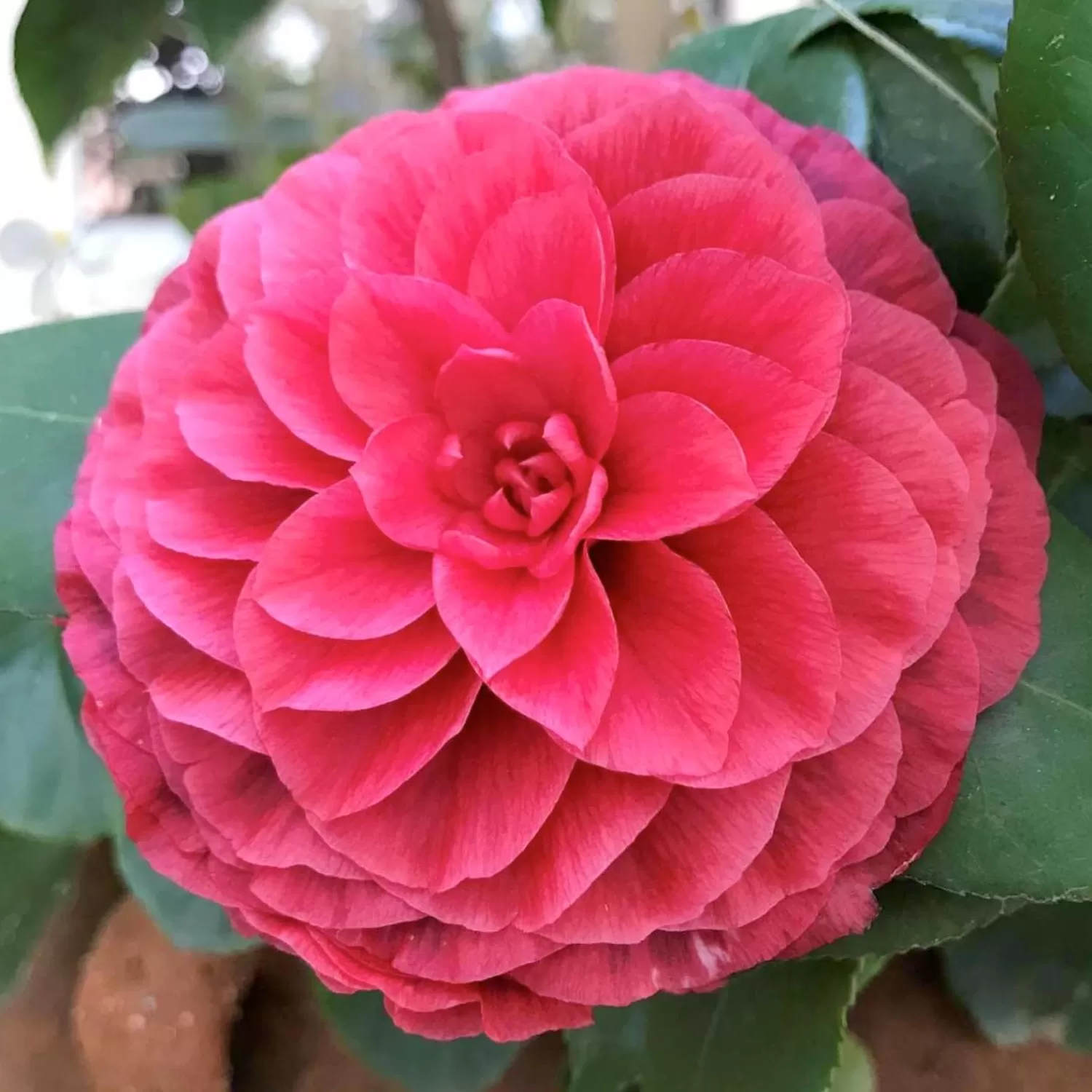 Camellia 'Vestito Rosso'® - Vestito Rosso Camellia - 7 Gallon>Roger's Gardens Clearance