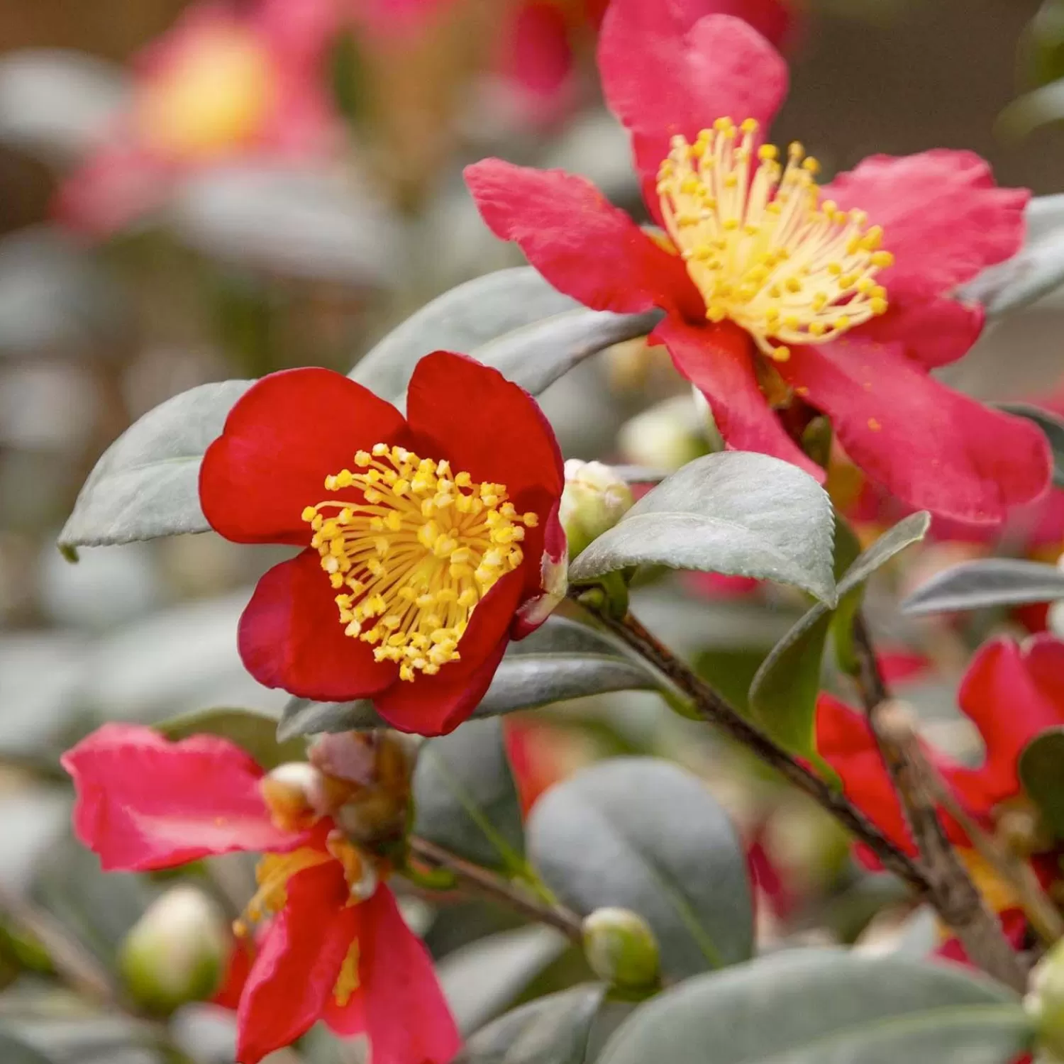 Camellia 'Yuletide' - Yuletide Camellia - 7 Gallon>Roger's Gardens New