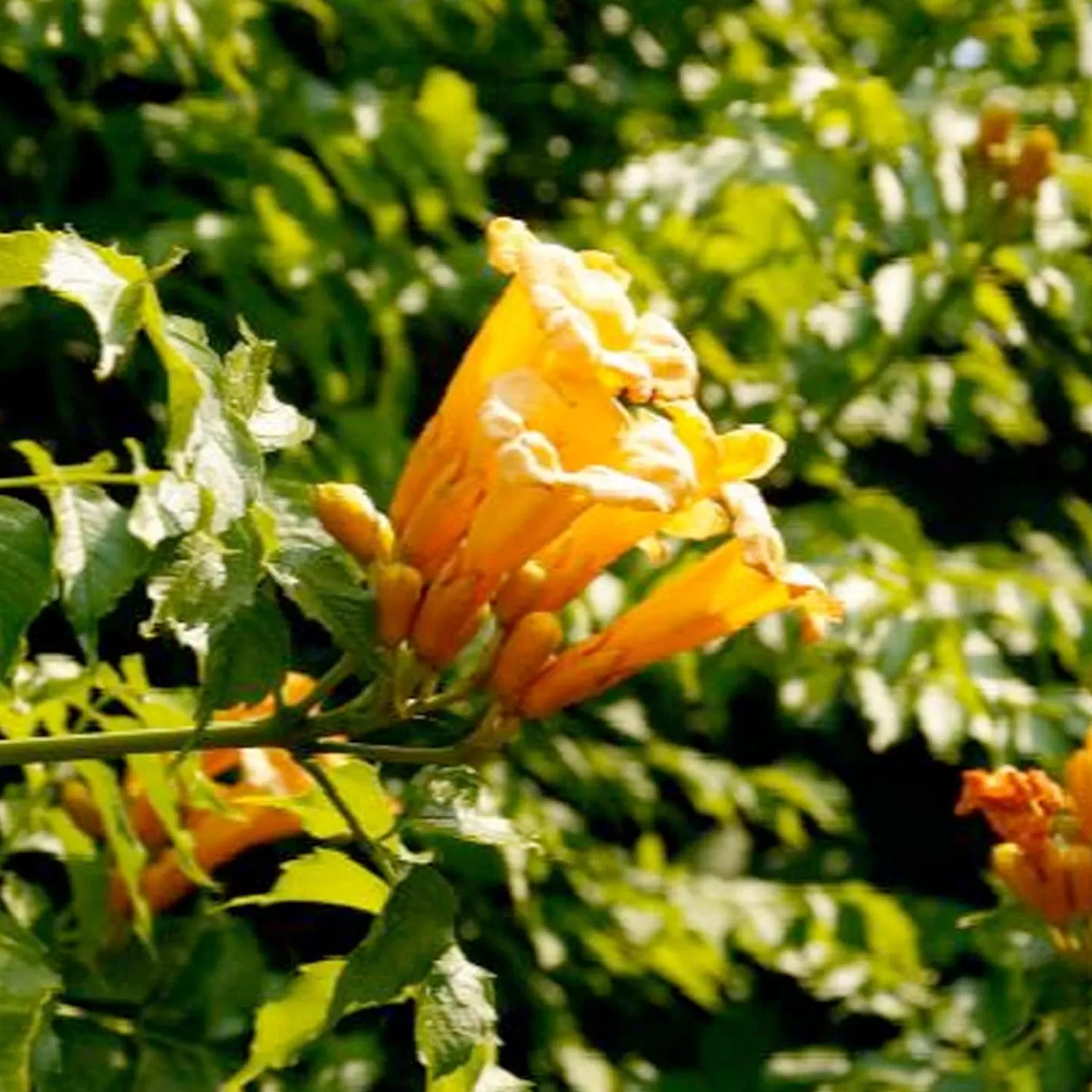 Campsis Flava - Campsis Trumpet Vine - 5 Gallon>Roger's Gardens Cheap