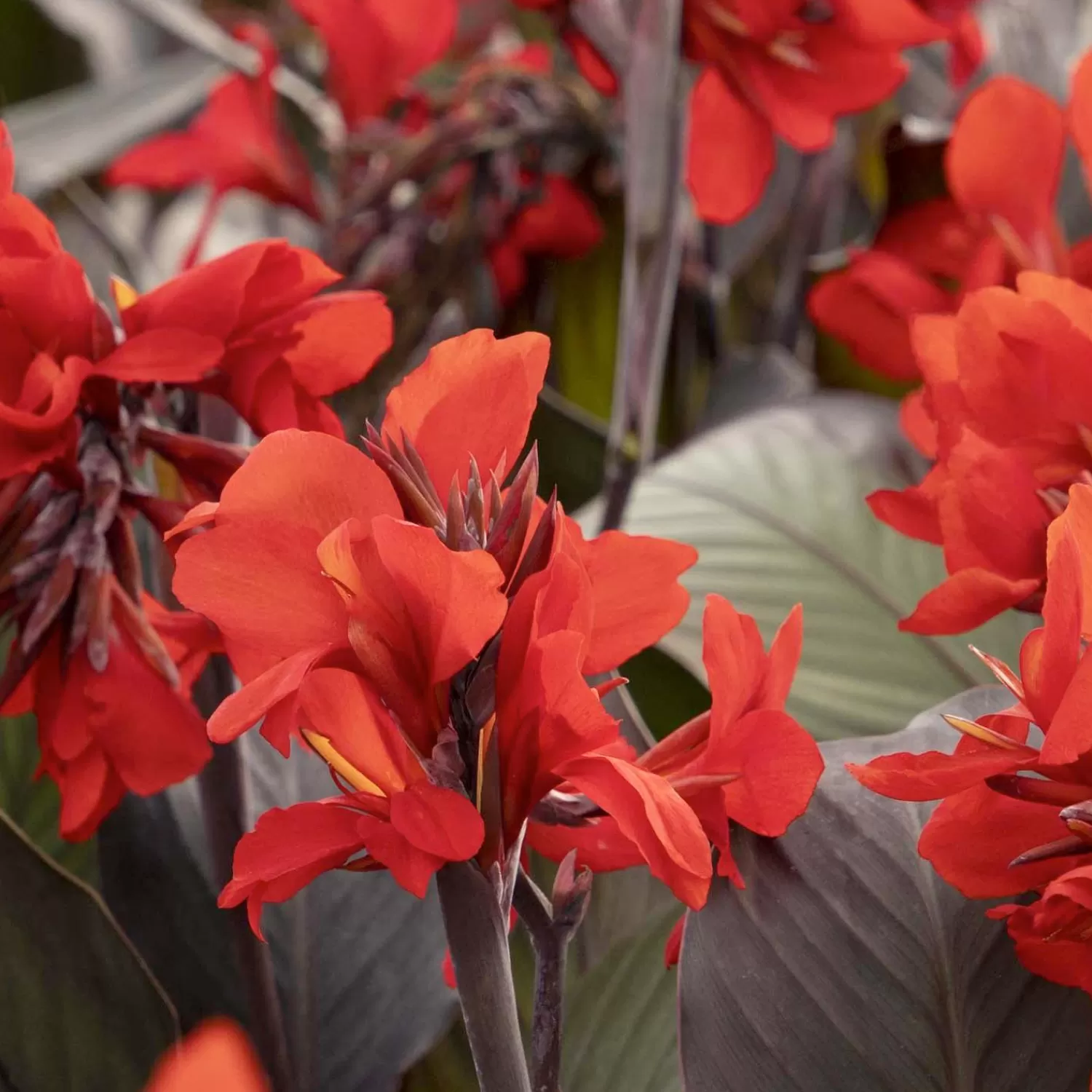 Canna 'Bronze Scarlet'® - Bronze Scarlet Canna Lily - 1 Gallon>Roger's Gardens Best