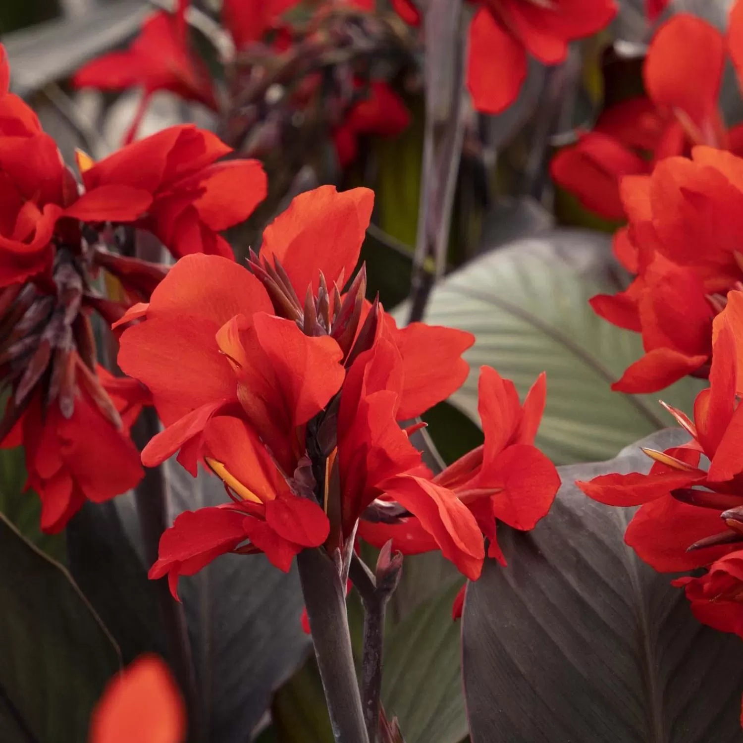 Canna 'scarlet'® - Bronze Scarlet Canna Lily - 2 Gallon>Roger's Gardens Sale